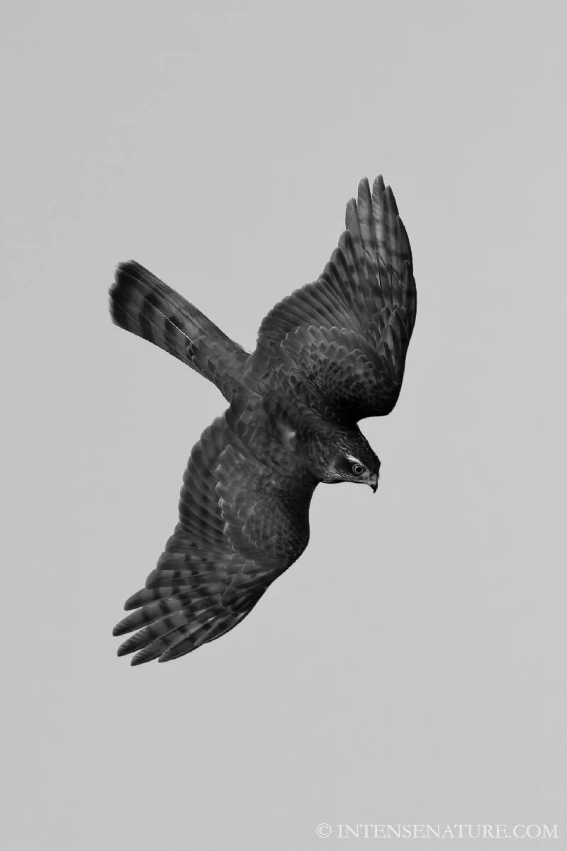 Tirage d'art Épervier d'Europe en piqué (Accipiter nisus) - Intense Nature