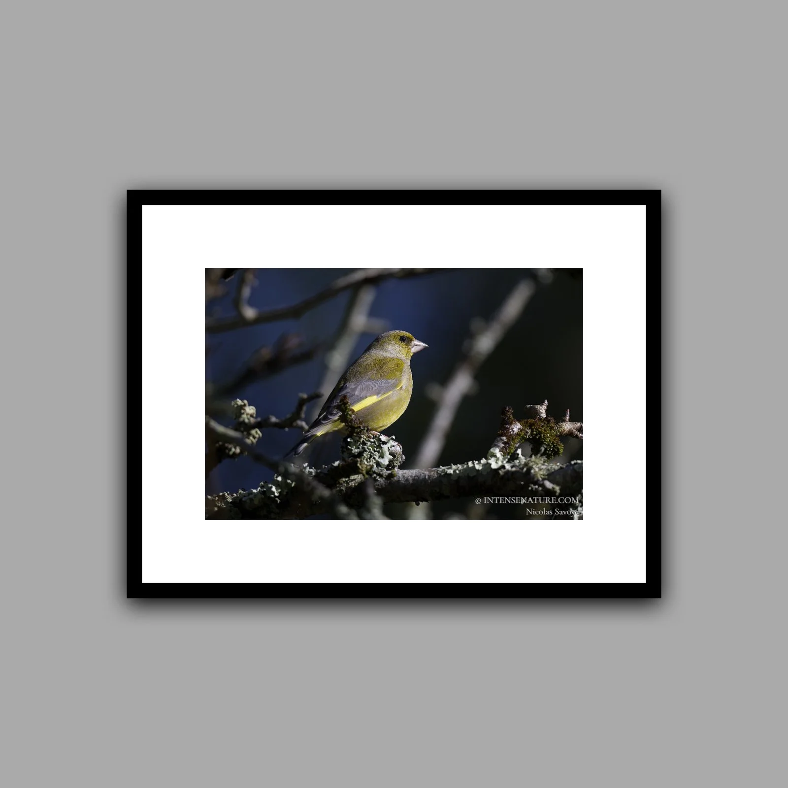 Chloris chloris