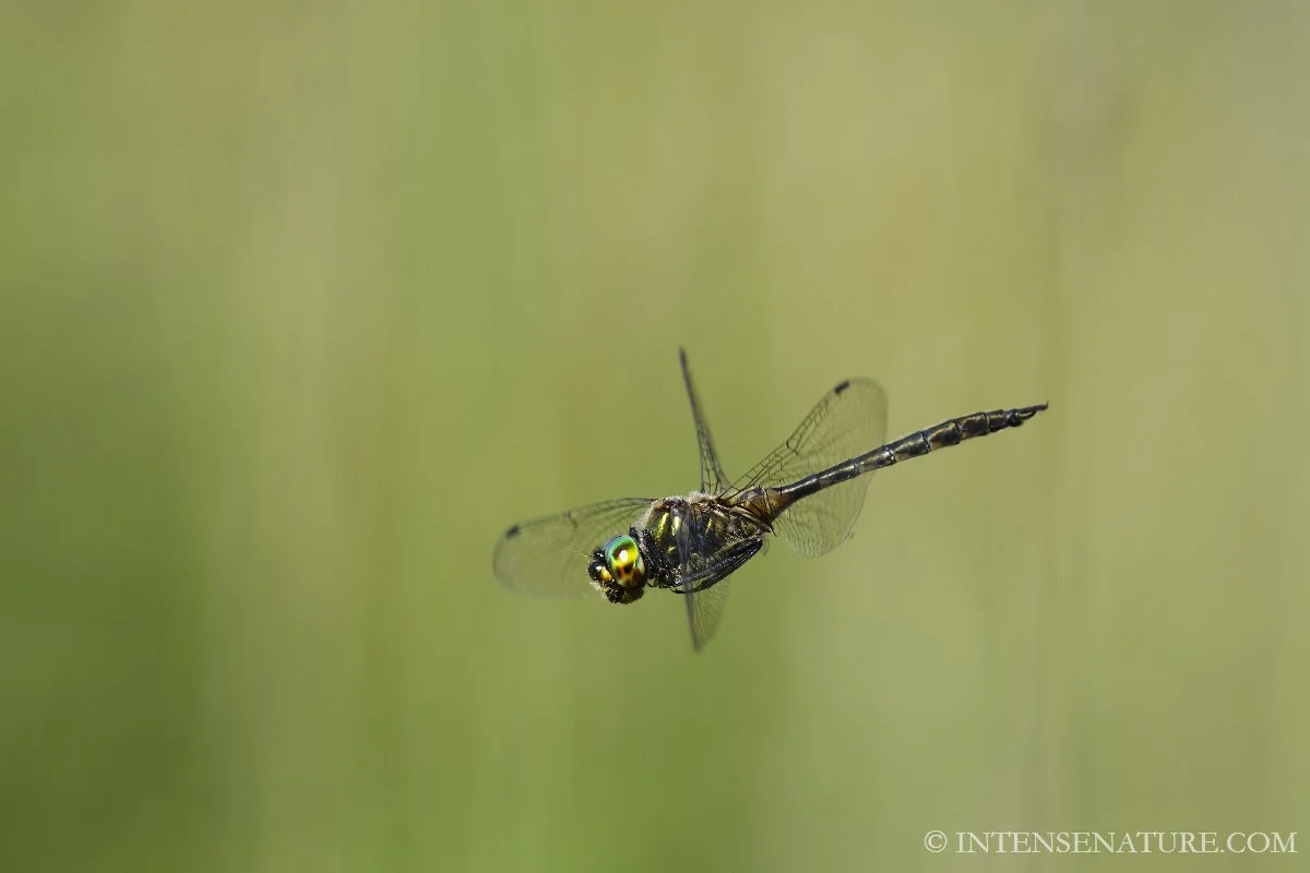 Somatochlora flavomaculata