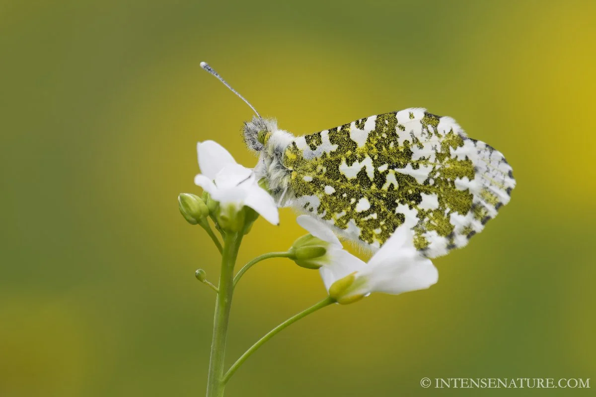 Anthocharis cardamines (II)