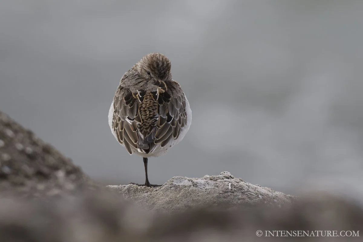 Calidris alpina