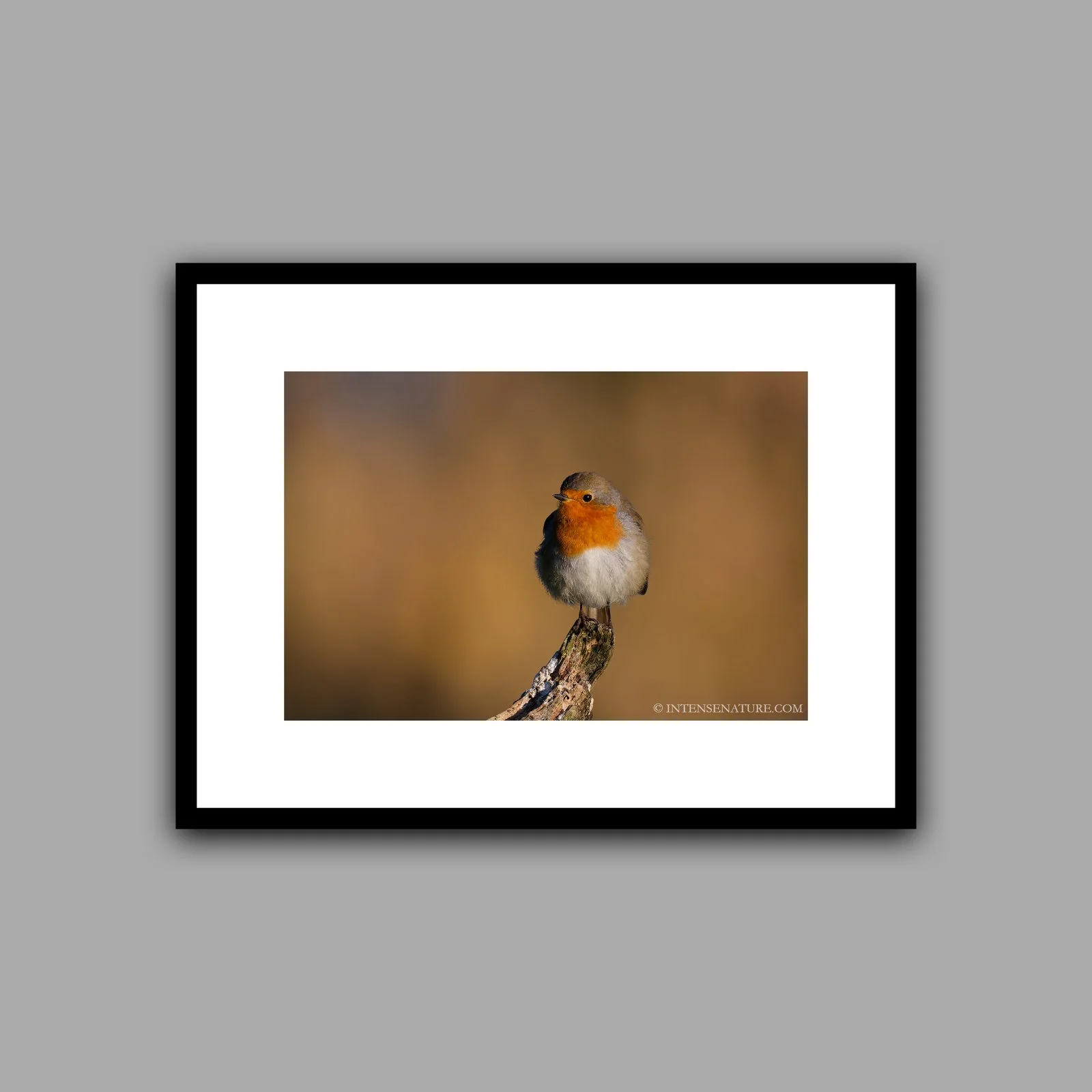 Erithacus rubecula (II)