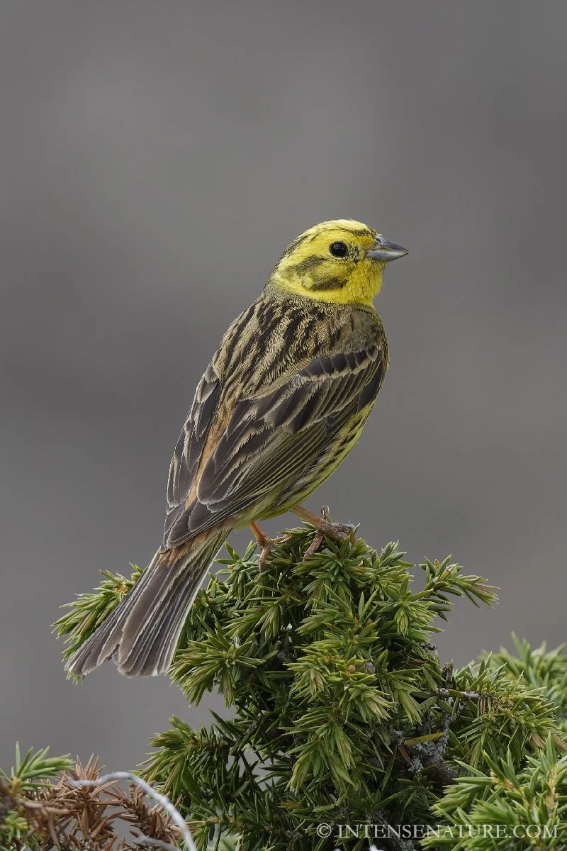 Emberiza citrinella