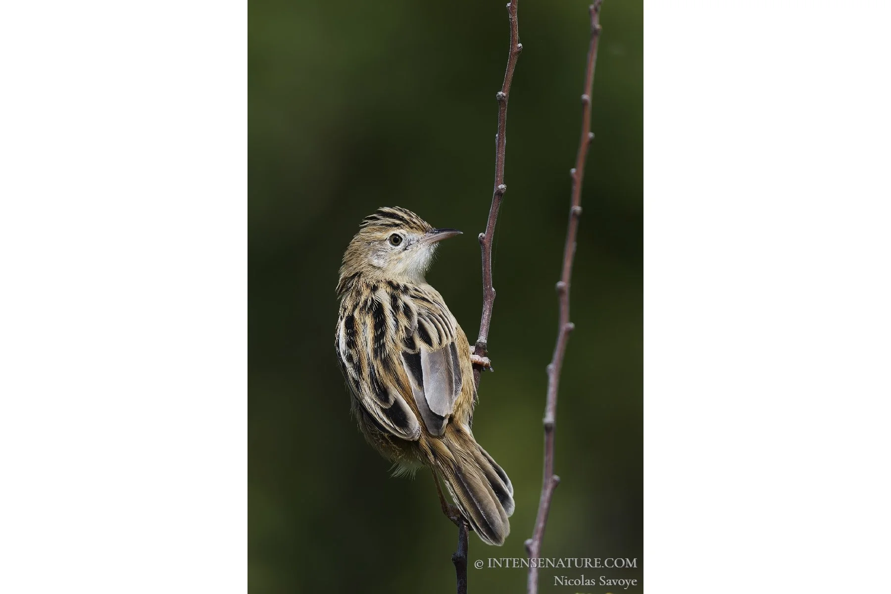 Tirage d'art portrait vertical petit oiseau passereau Cisticole des joncs (Cisticola juncidis) strié marron posé verticalement sur une fine branche - Intense Nature