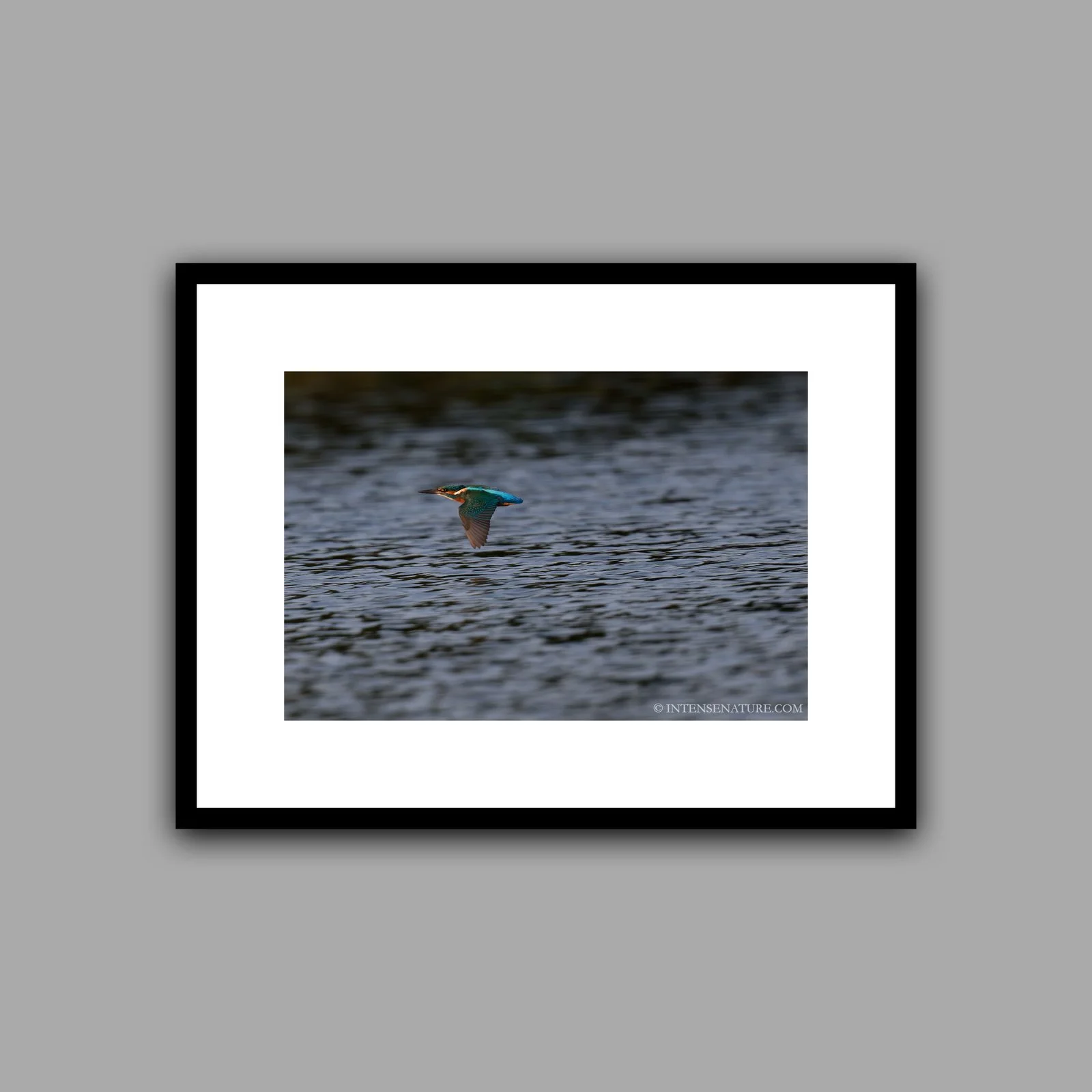 Alcedo atthis