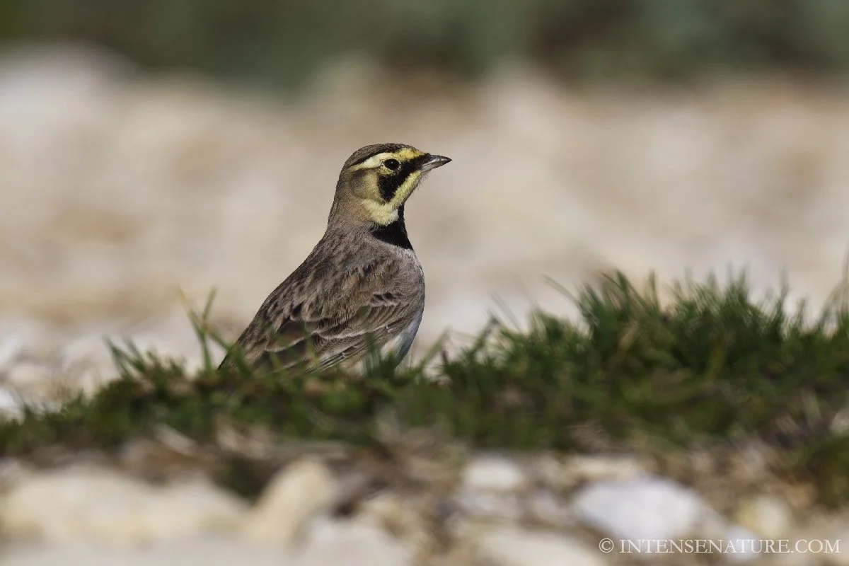 Eremophila alpestris