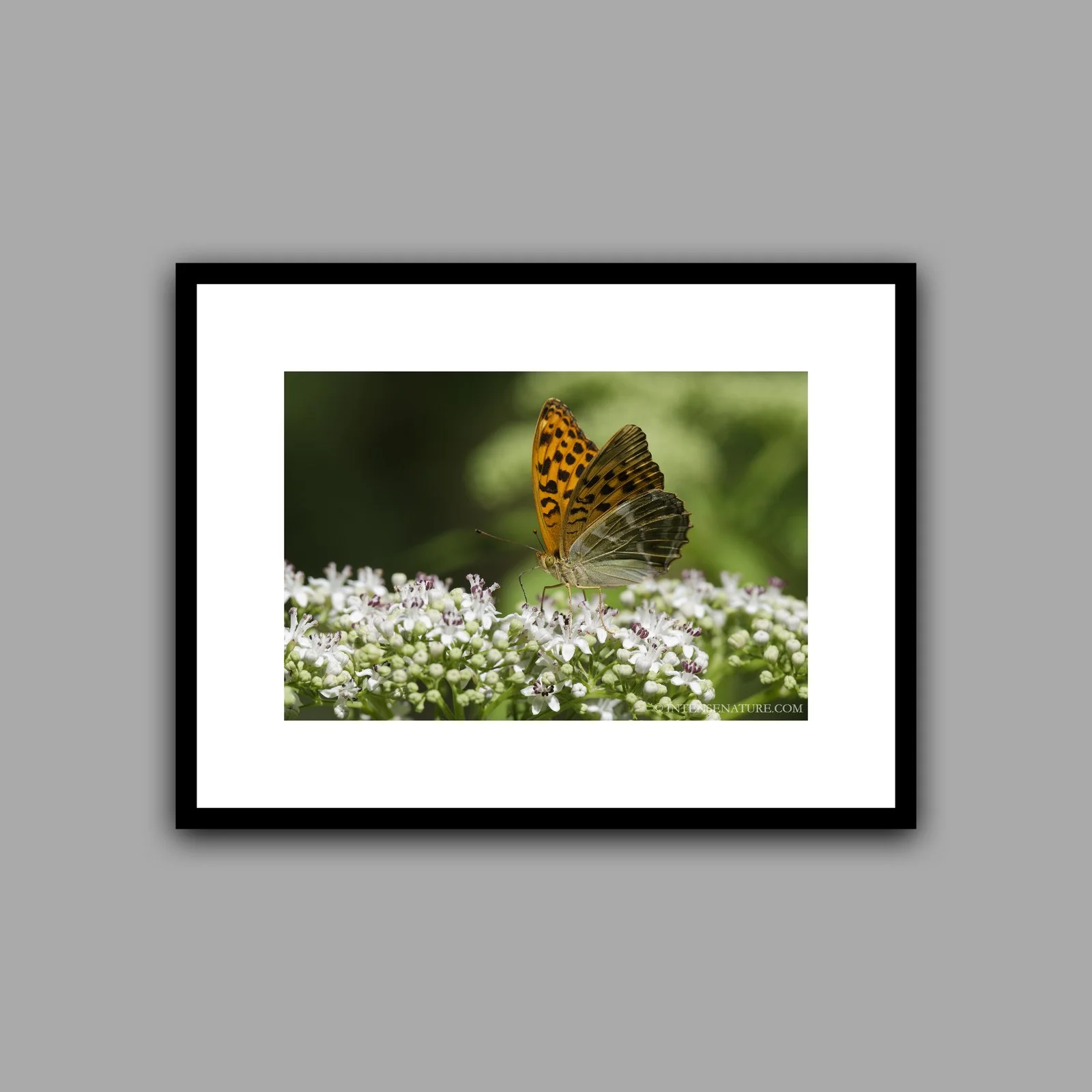 Argynnis paphia