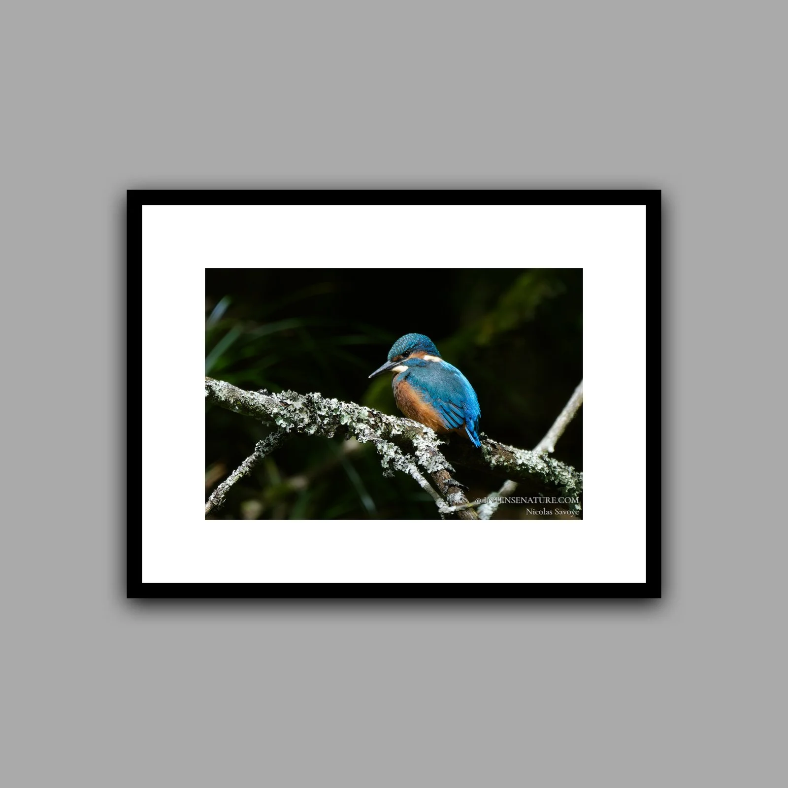 Alcedo atthis (II)
