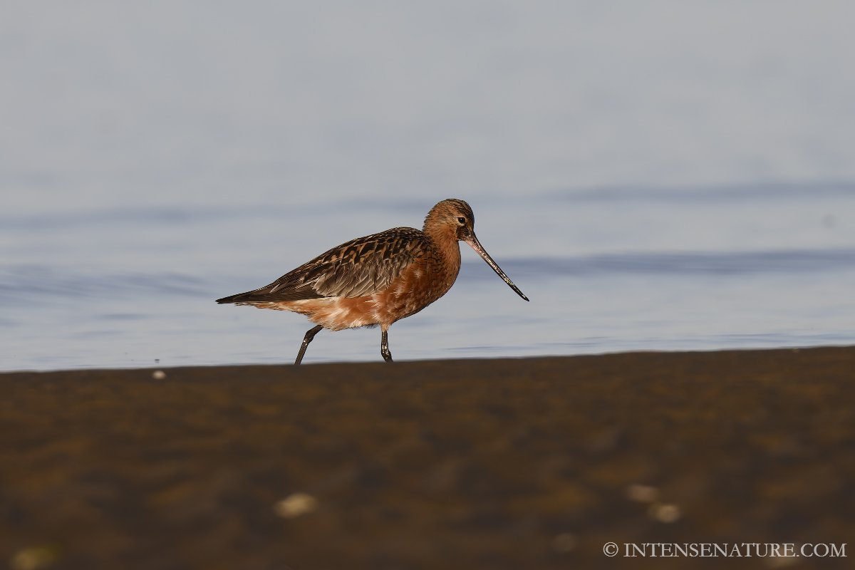 Limosa lapponica