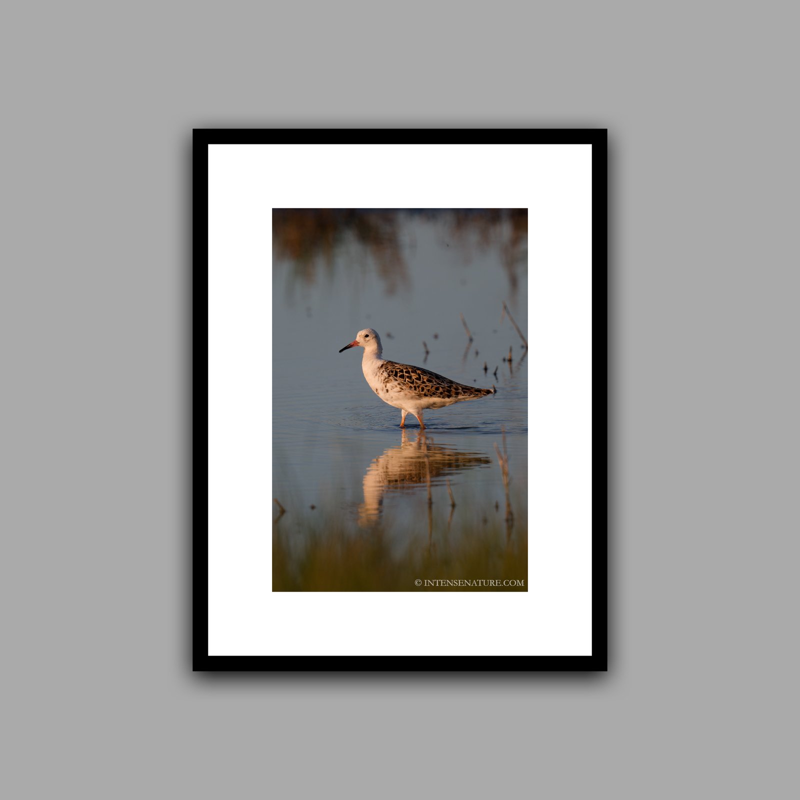 Calidris pugnax