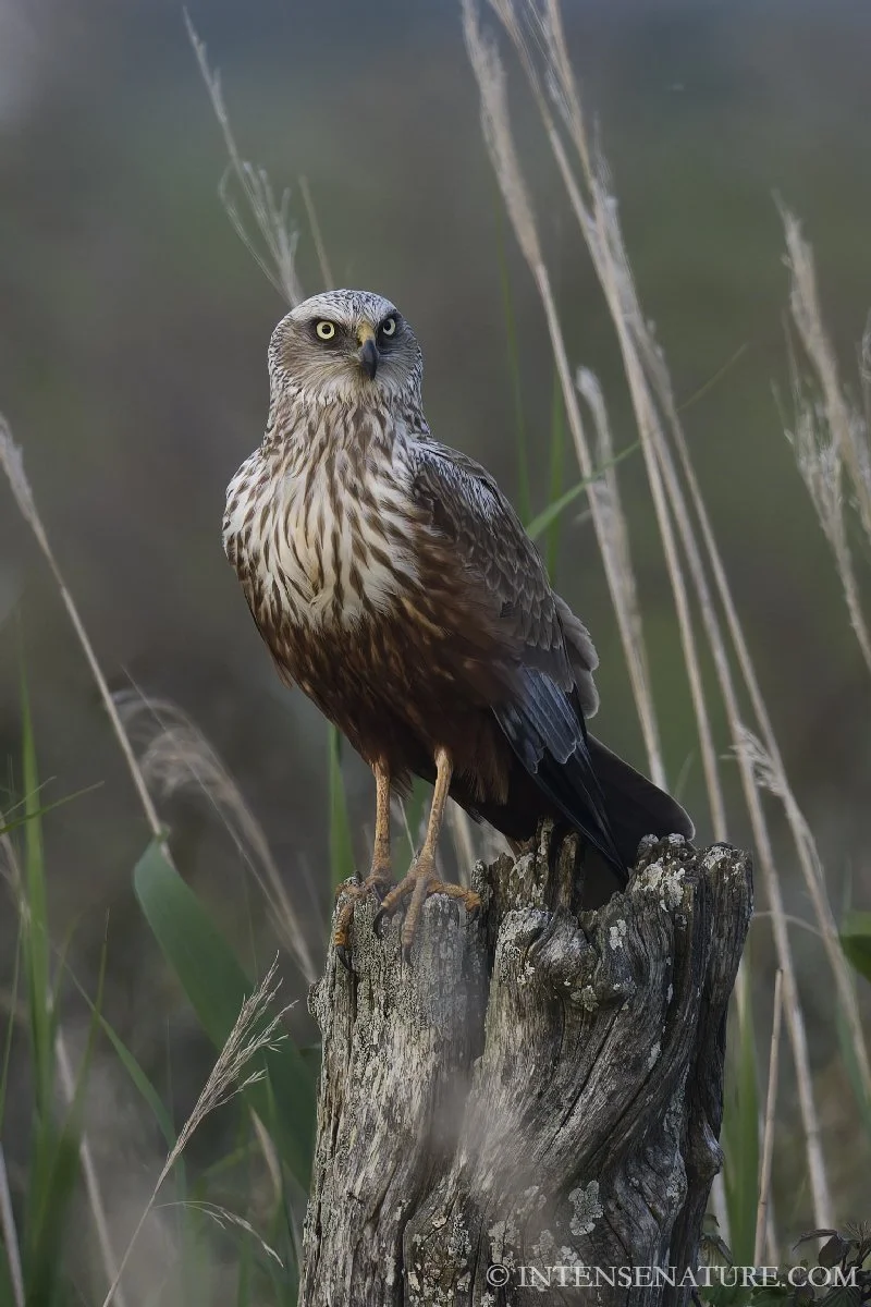 Circus aeroginosus