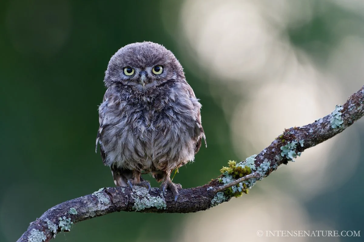 Tirage d'art rapace nocturne Bébé Chouette chevêche (Athene noctua) juvénile en pose - Intense Nature