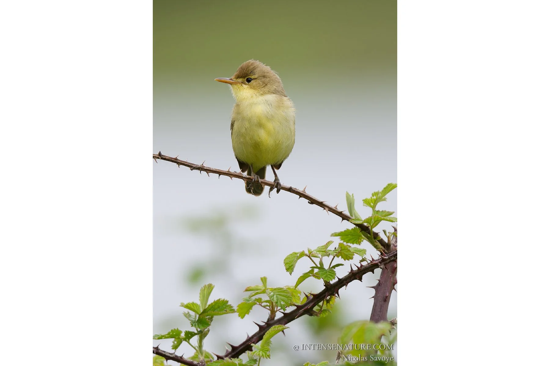 Tirage d'art portrait vertical petit oiseau passereau Hypolaïs polyglotte (Hippolais polyglotta) jaune posé sur une tige de ronce épineuse - Intense Nature