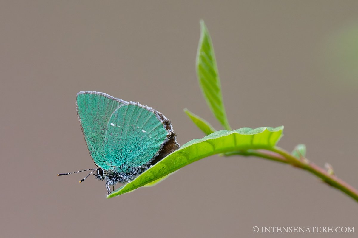 Callophrys rubi