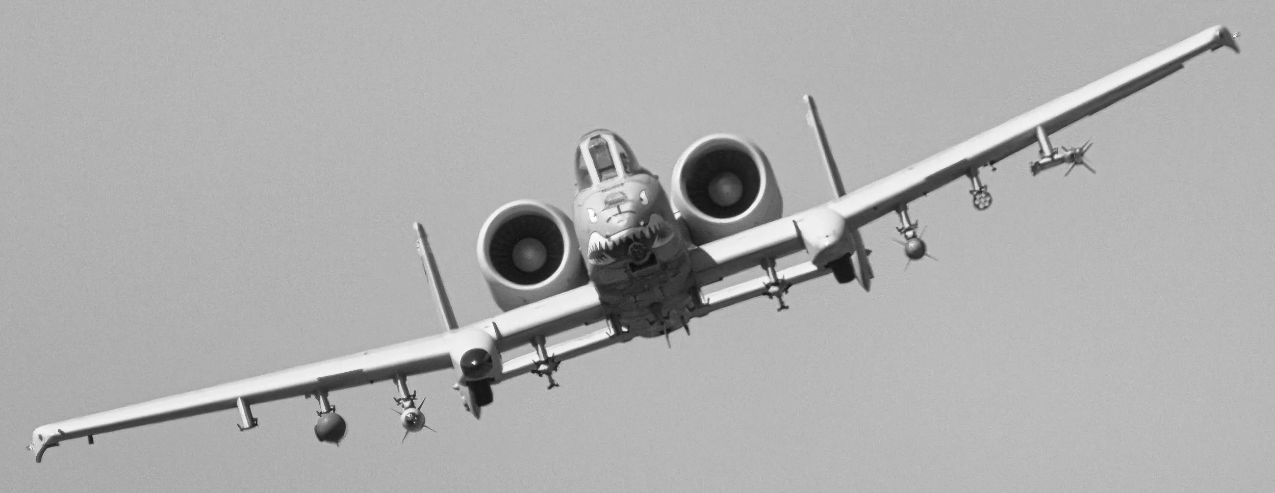 Warthogs