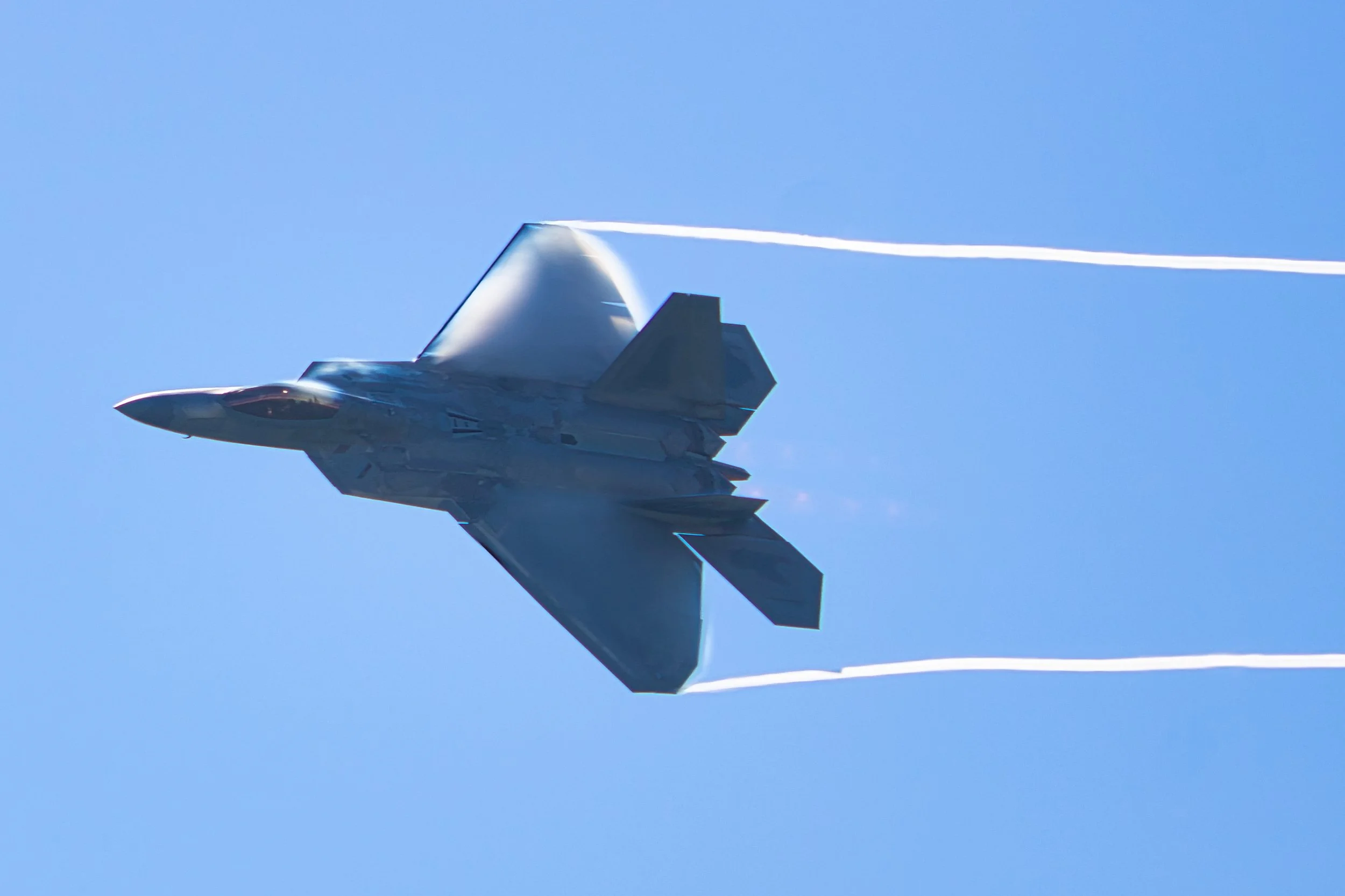Raptor Tybee - WT23 - 2.jpg