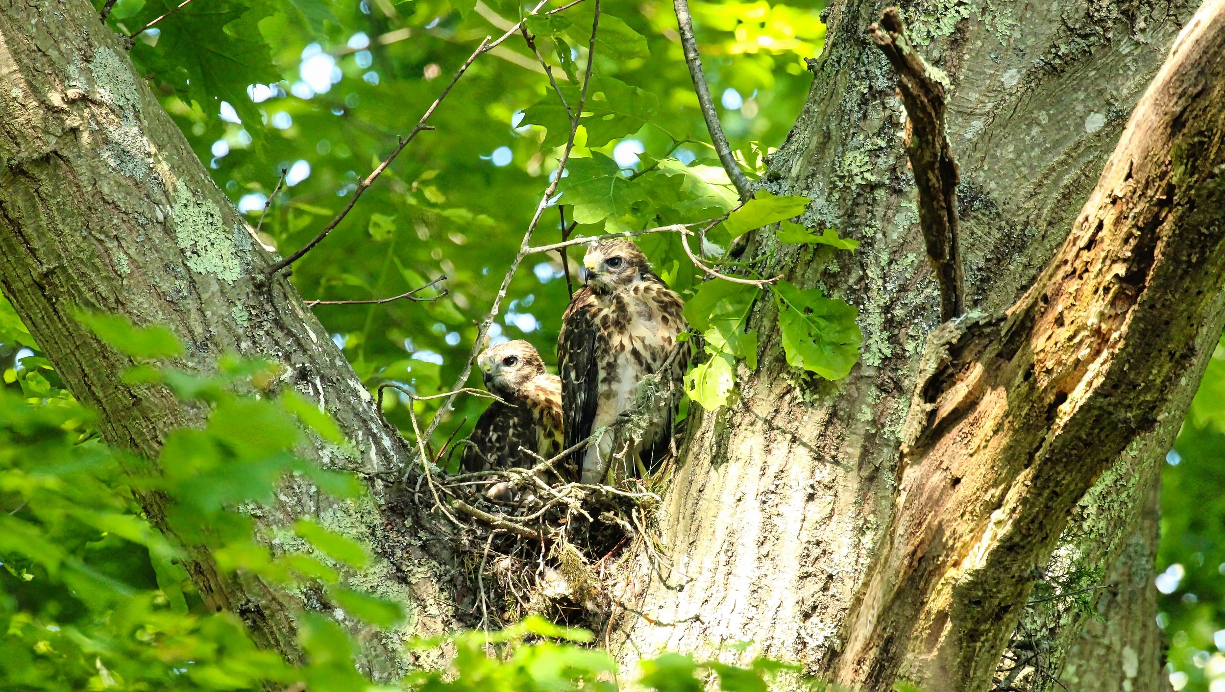 Backyard Hawks 2.jpg