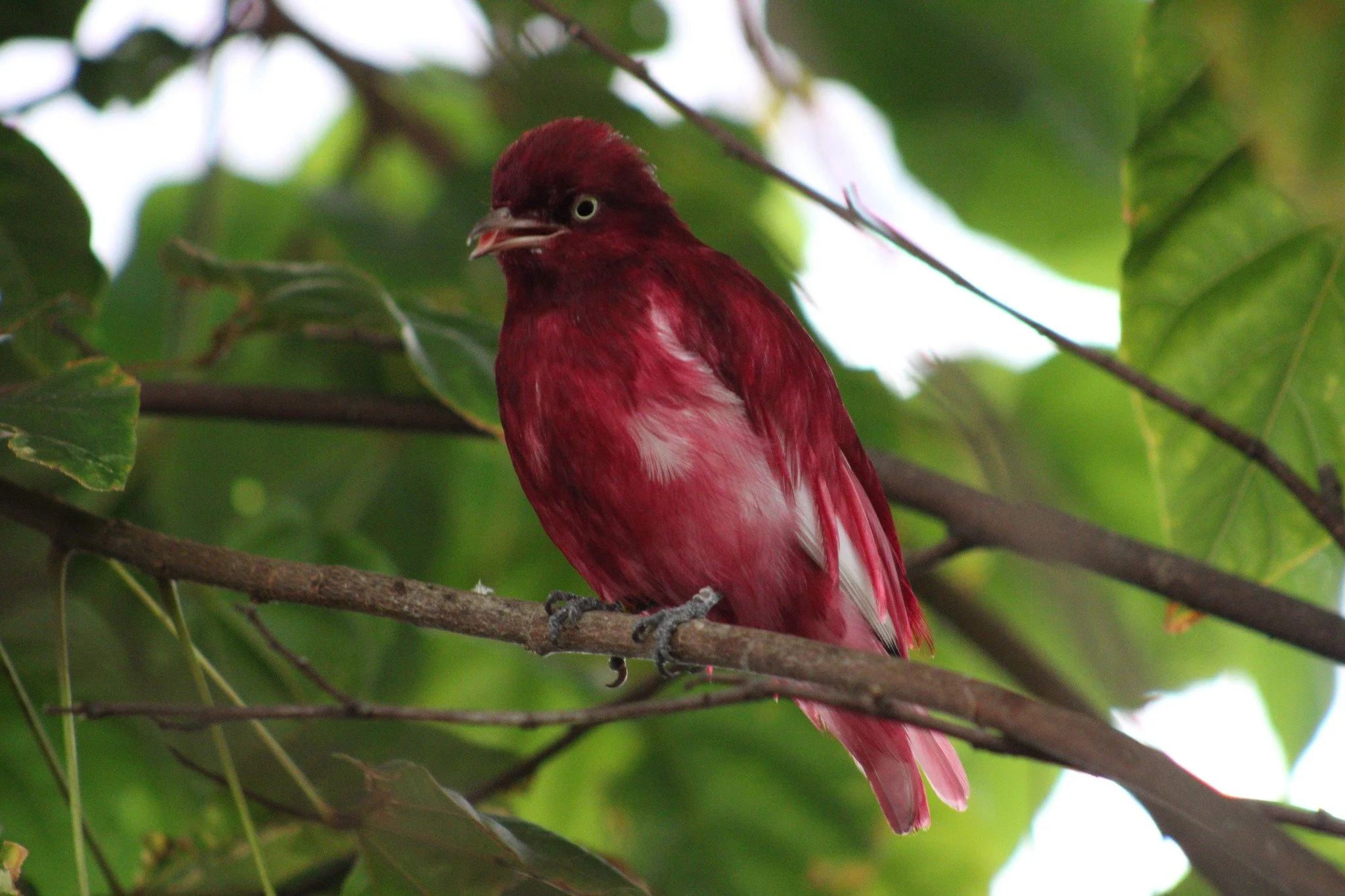 Red Bird SDZ.jpg