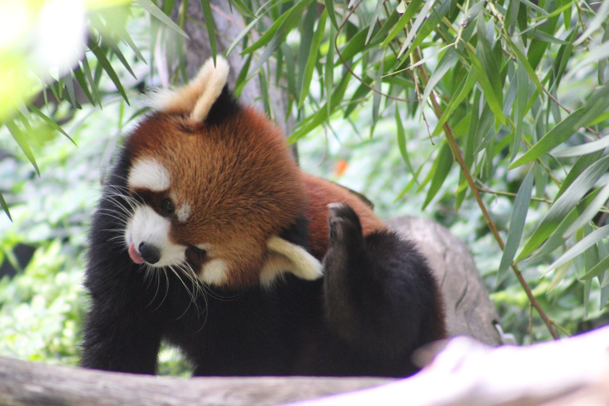 Red Panda SDZ2.jpg