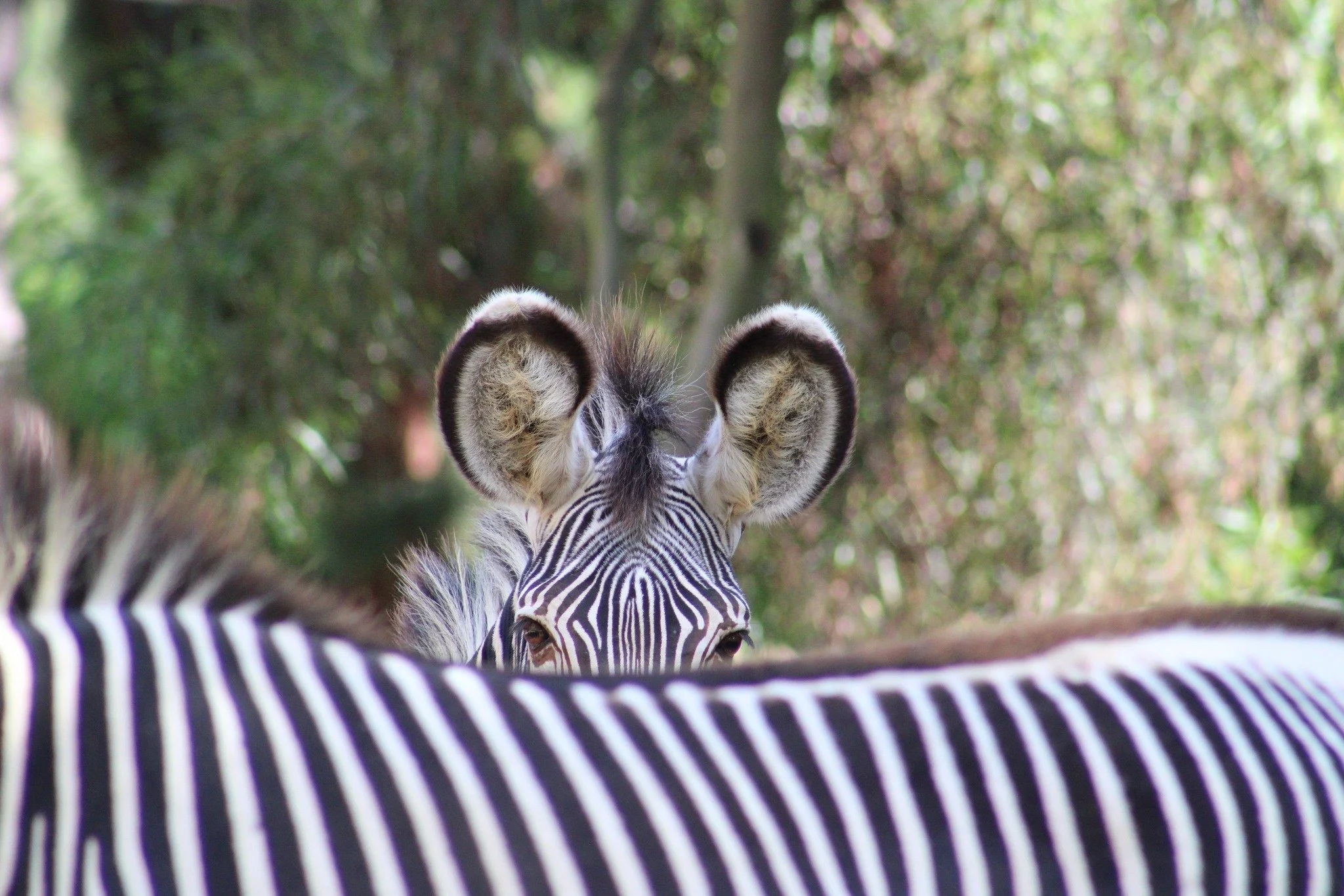 Zebra SDZ.jpg