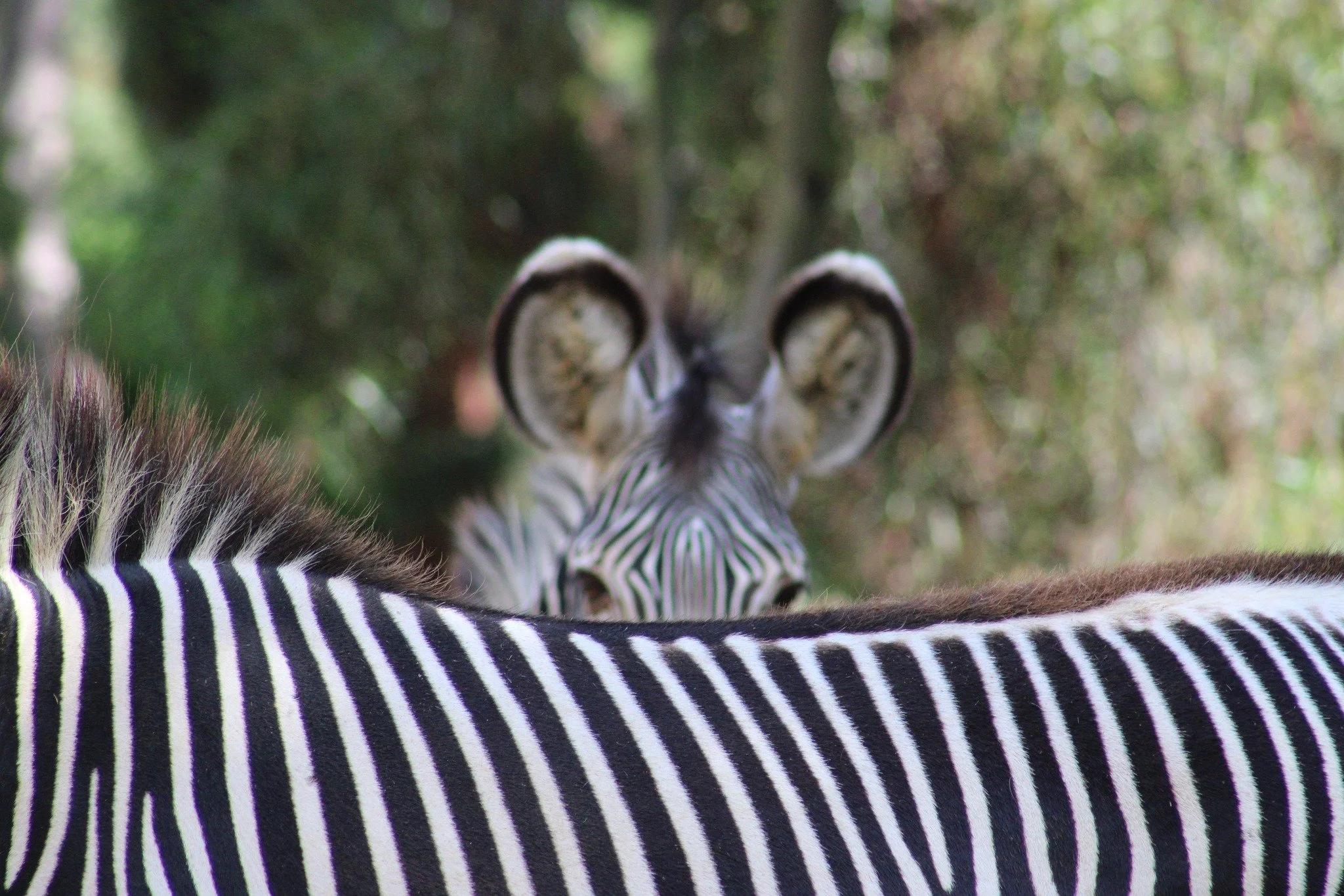 Zebra SDZ2.jpg