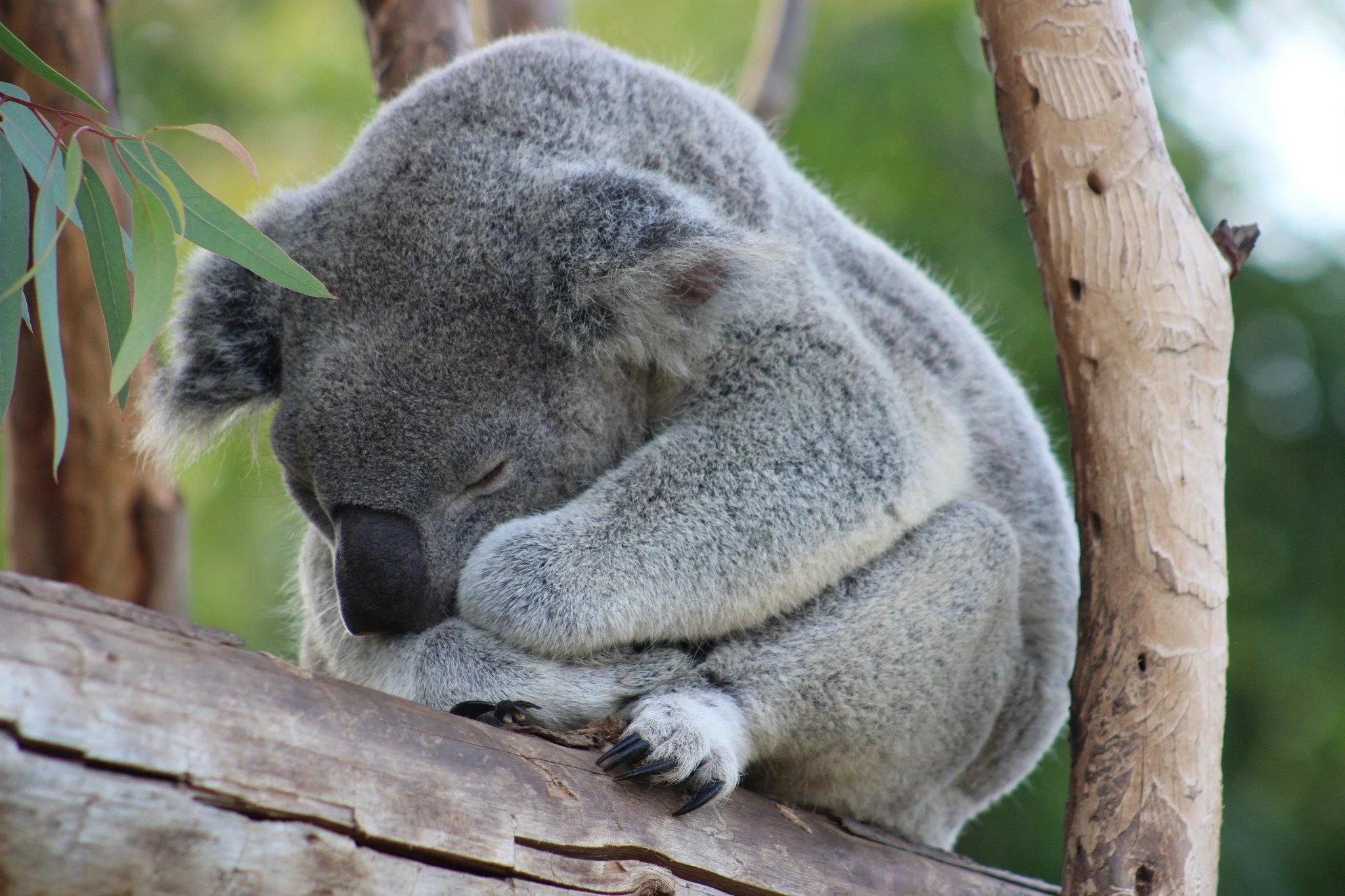 Koala SDZ.jpg