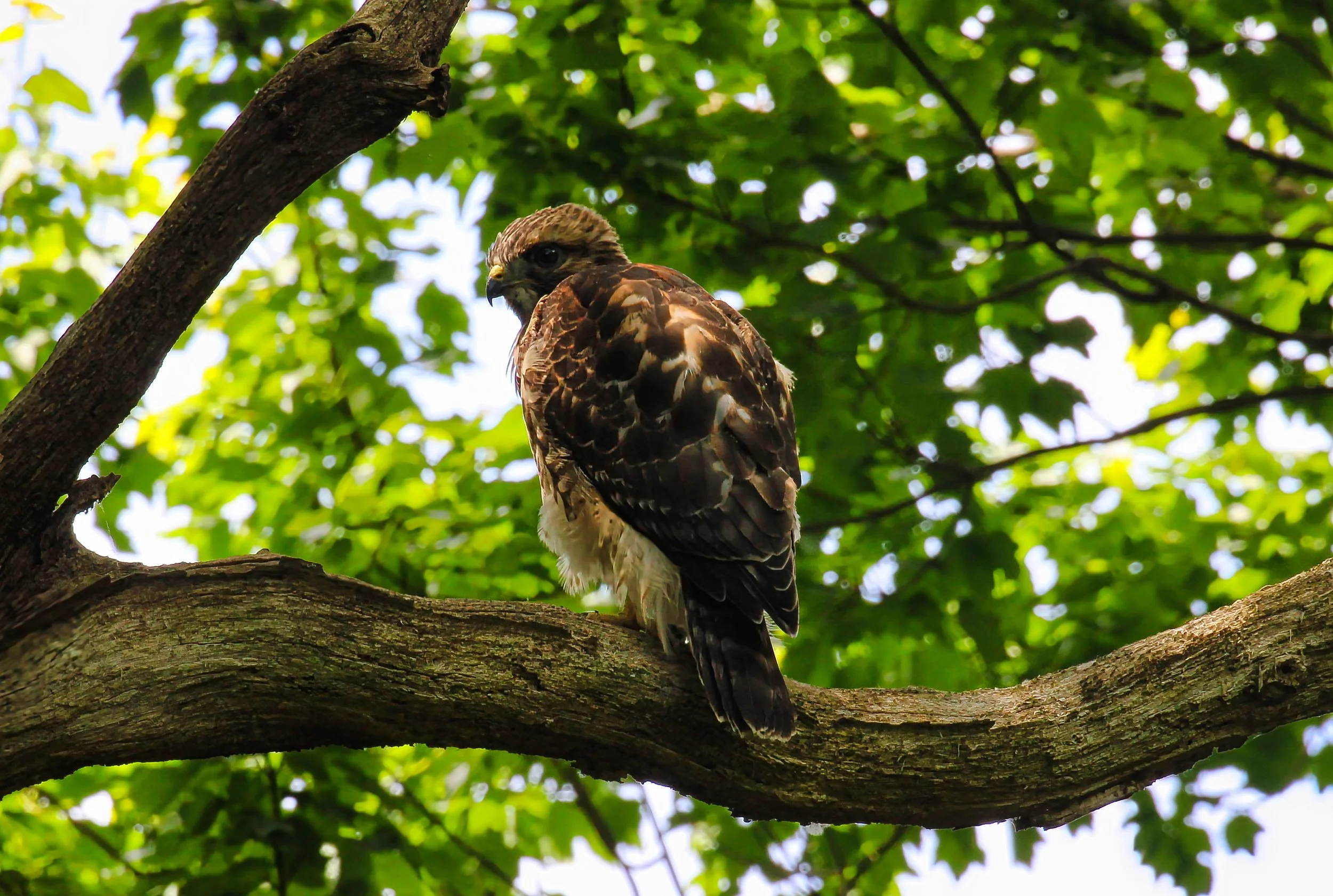Backyard Hawk 1.jpg