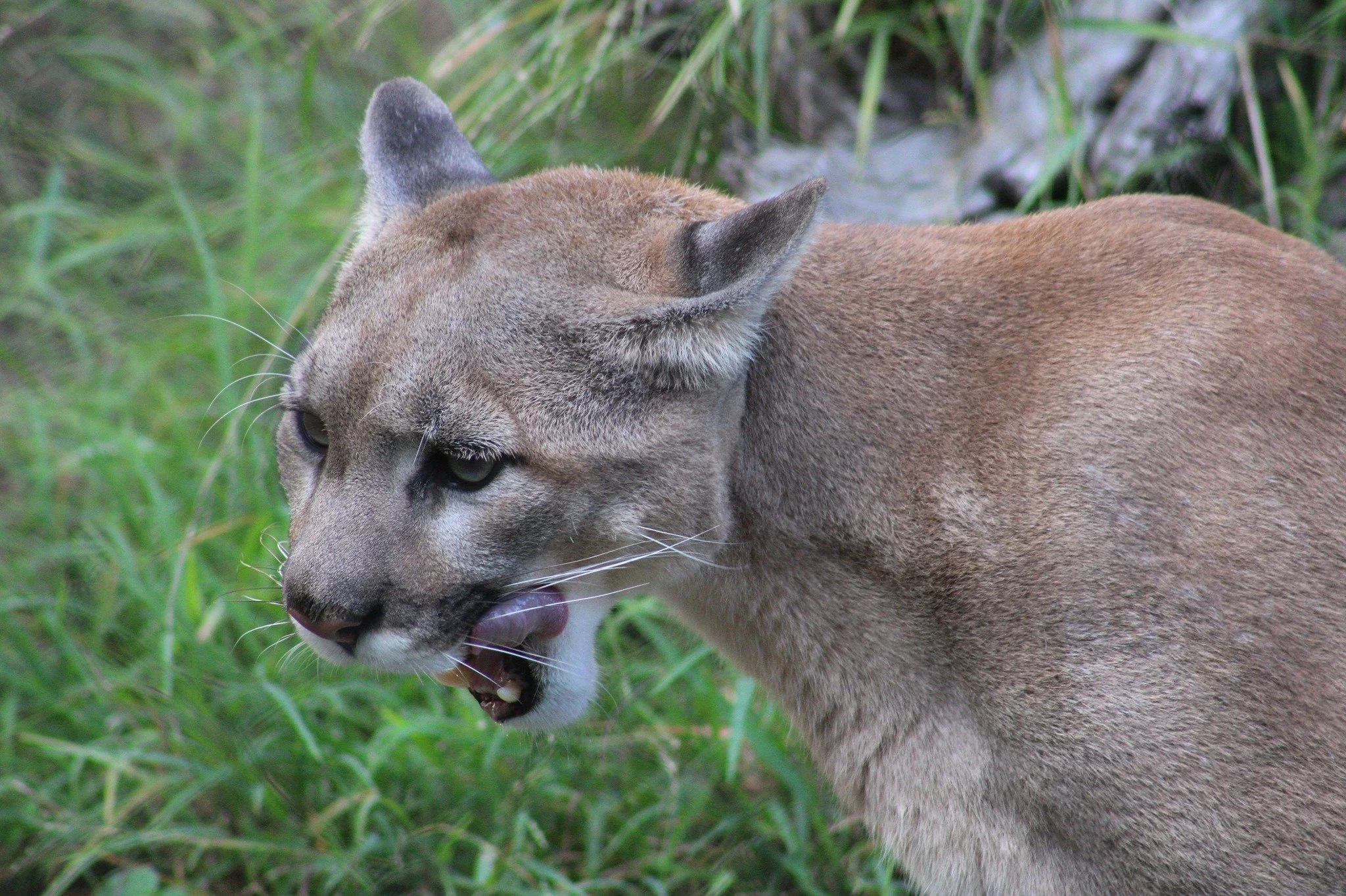 Cougar SDZ.jpg