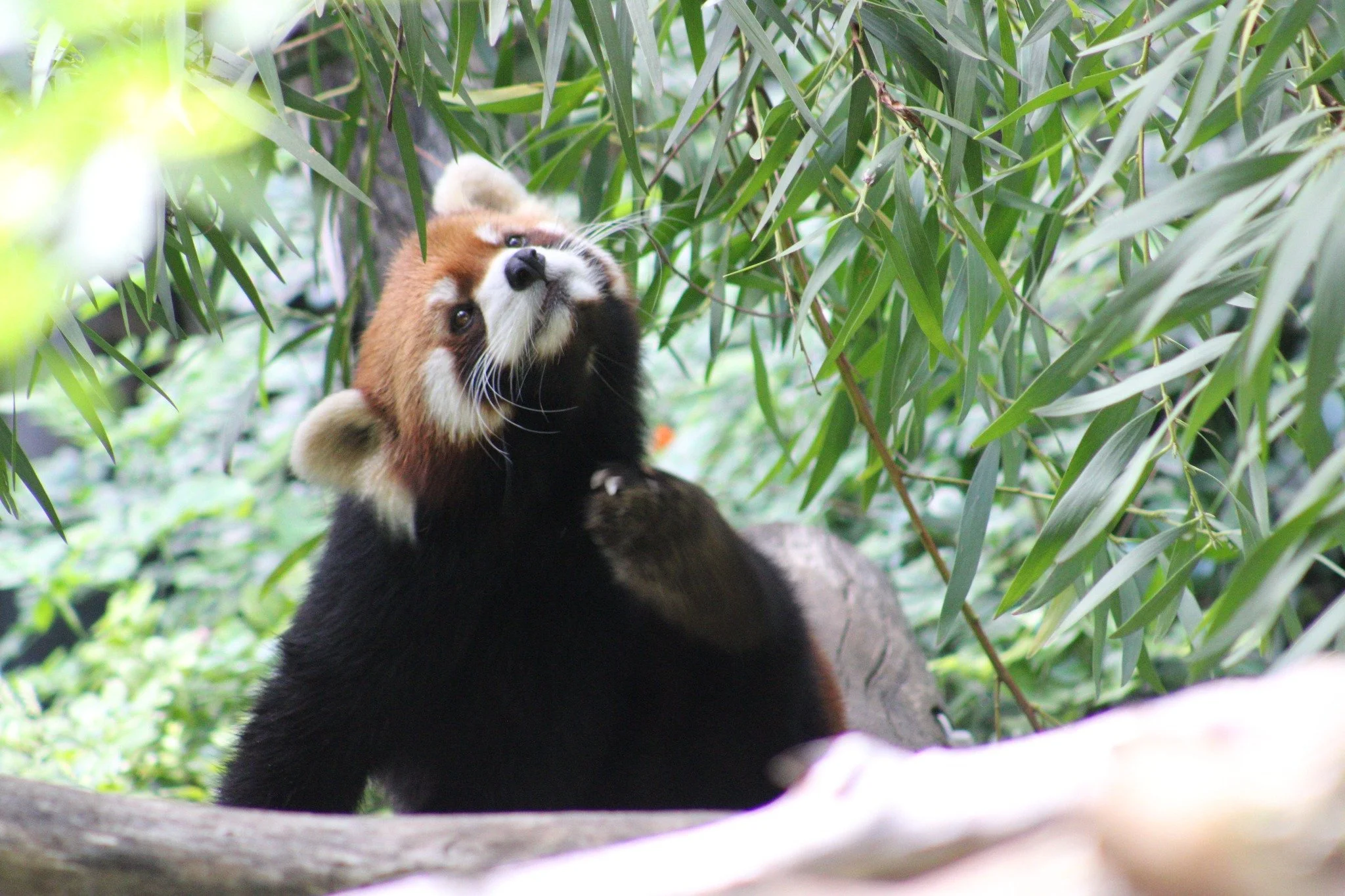 Red Panda SDZ.jpg