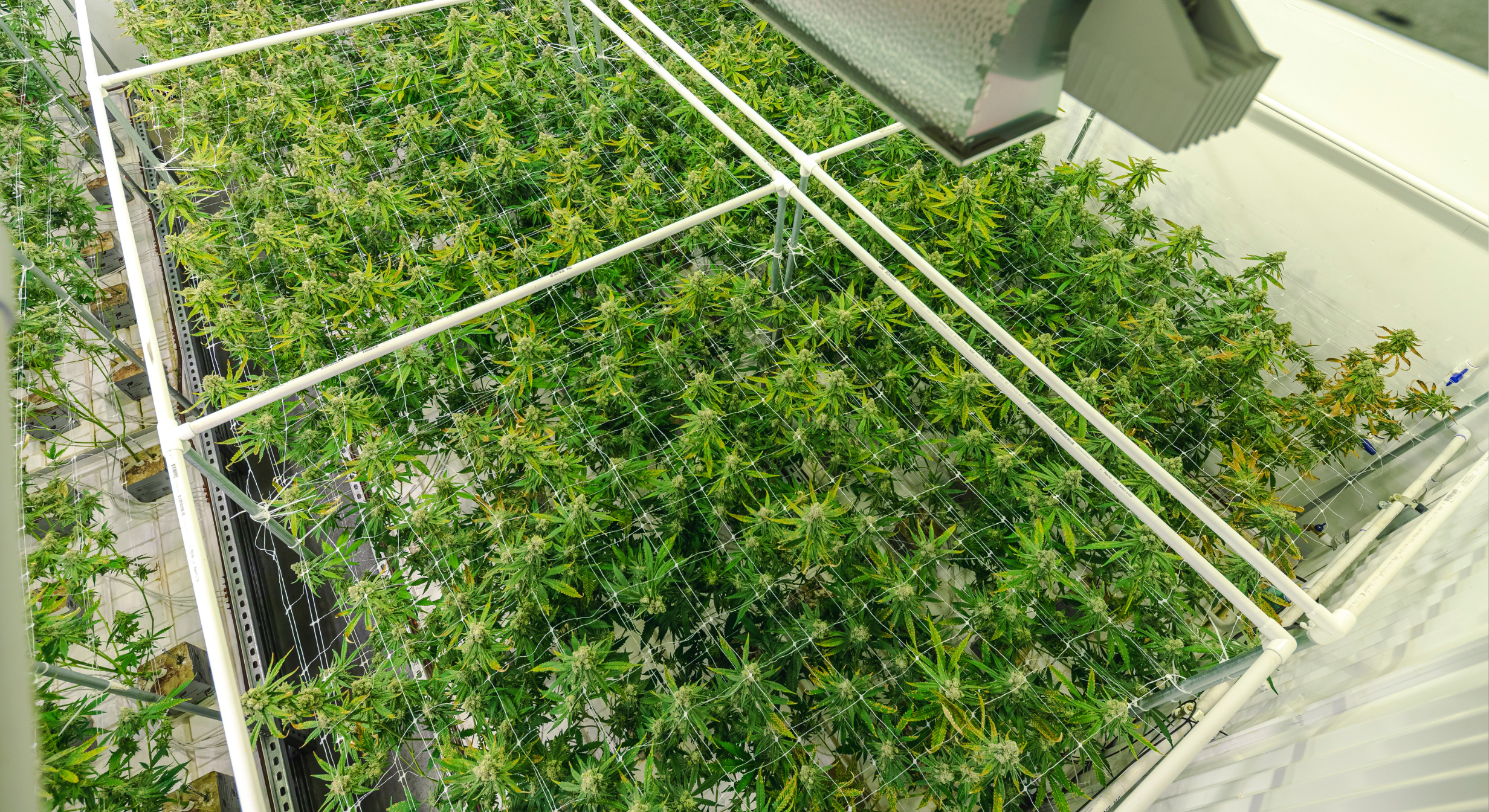 Cannabis greenhouse in Michigan highlighting commercial title and escrow services for cannabis real estate transactions.