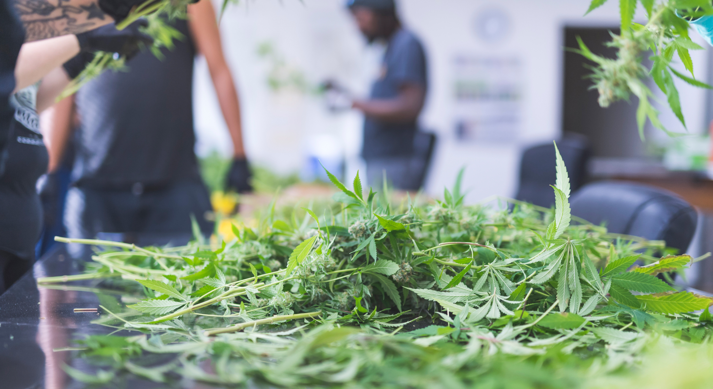 Michigan cannabis cultivation facility representing commercial title and real estate services for cannabis properties.