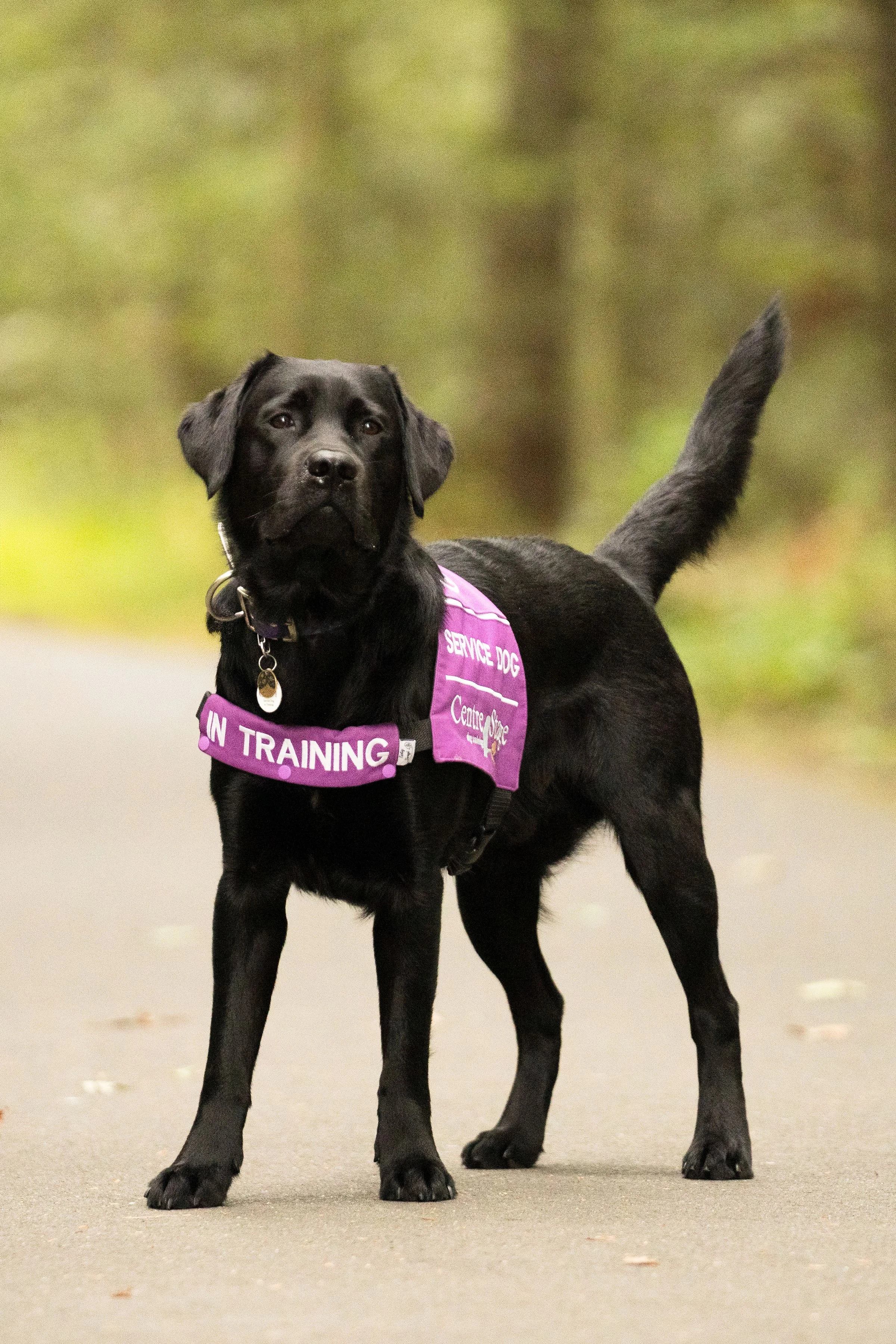 Black service dog wearing a purple vest with white text that says 'In Training' and 'Service Dog Center Office' standing on a pathway with a blurred natural background.