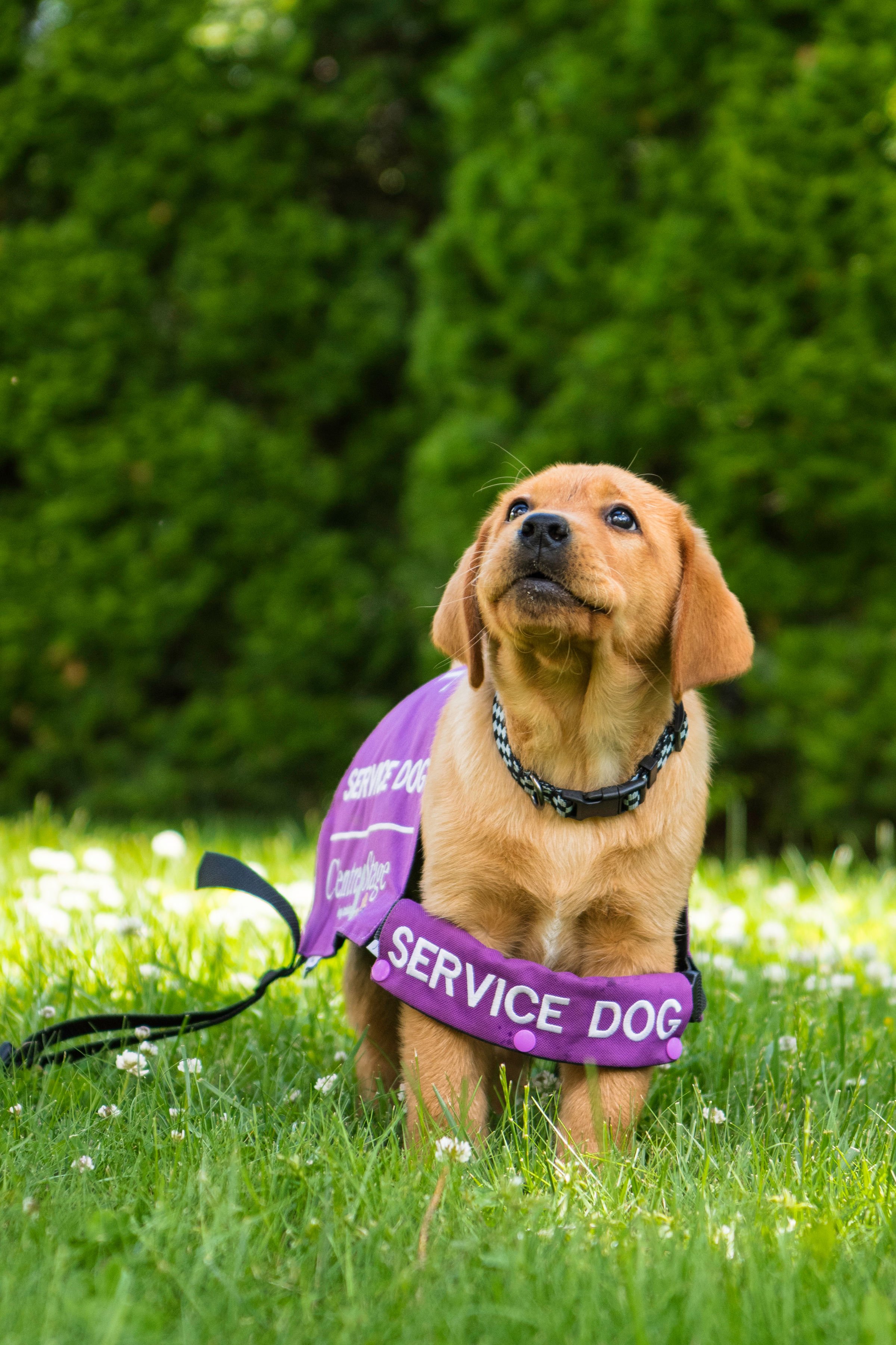 yellow lab puppy stands wearing an oversized purple 'service dog' vest in the grass with green trees blurred in the background