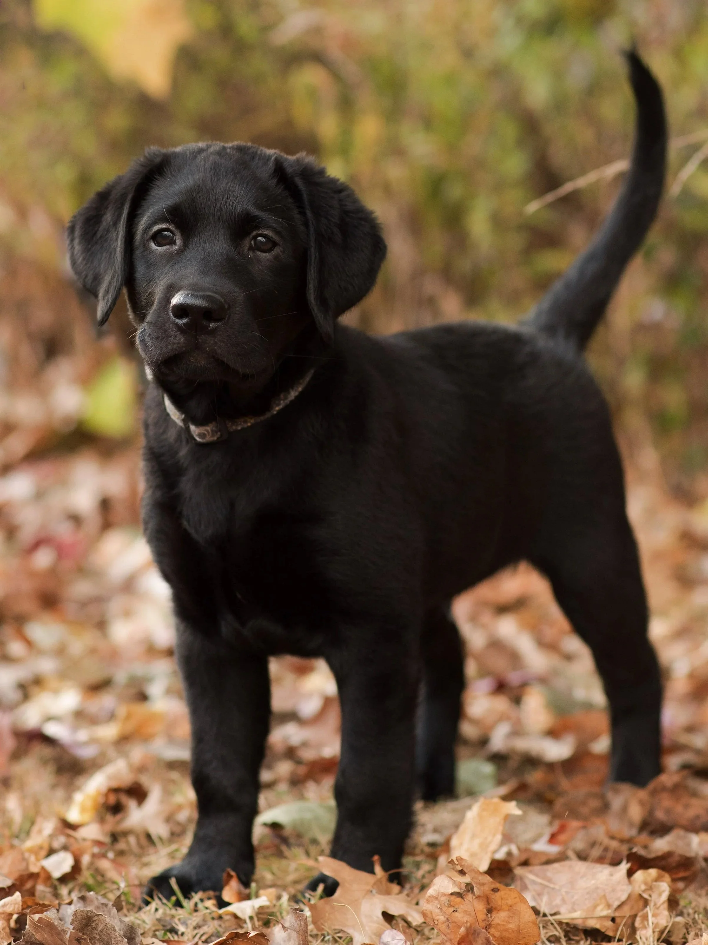 A black Labrador puppy standing outdoors on fallen autumn leaves, with a blurred background of trees and foliage.