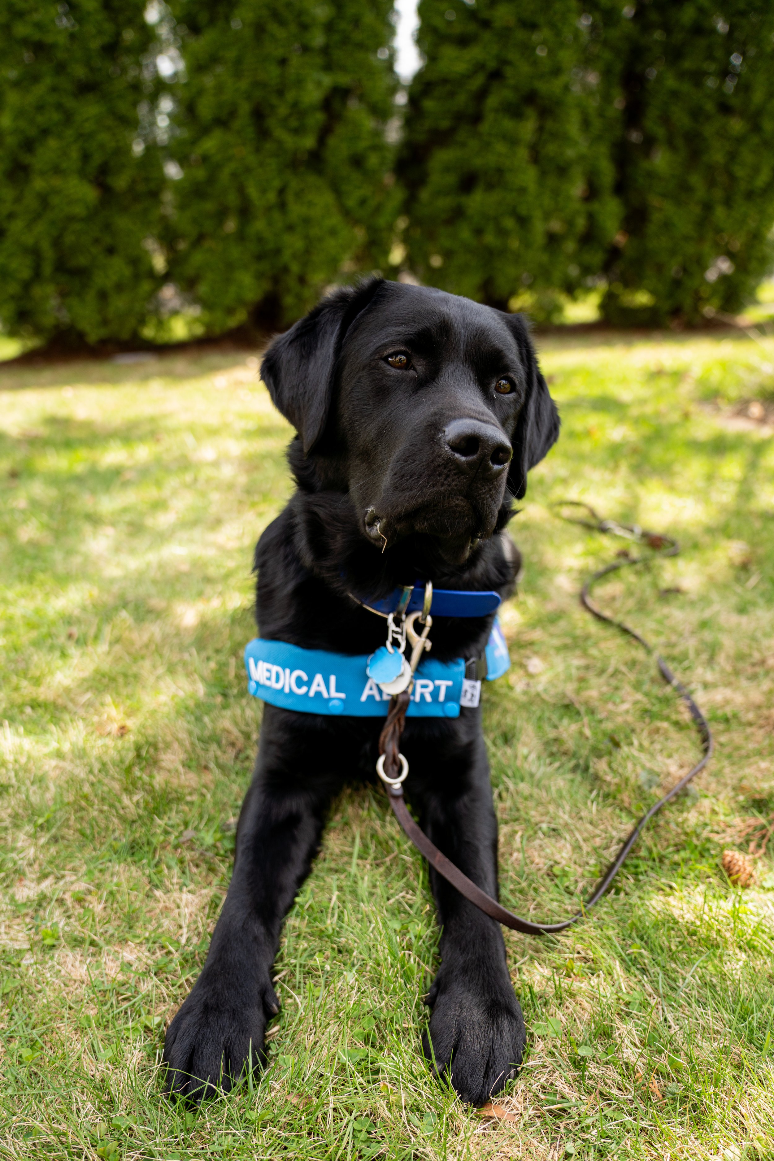 Black service dog wearing a blue vest with 'Medical Alert' written on it, sitting on green grass with bushes in the background.