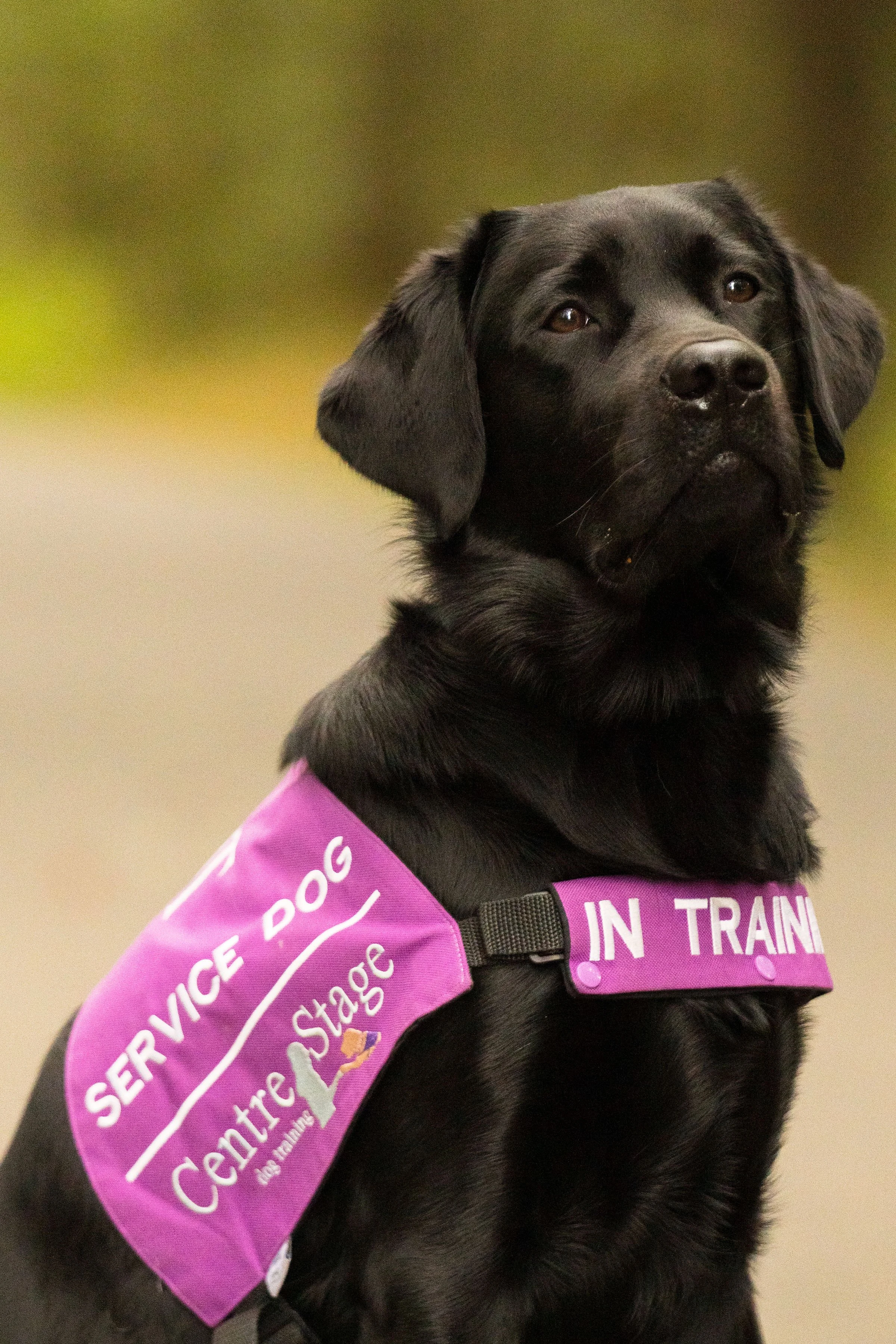 Black service dog wearing a purple vest labeled 'Service Dog' and 'In Training' sitting outdoors with a blurred green background.