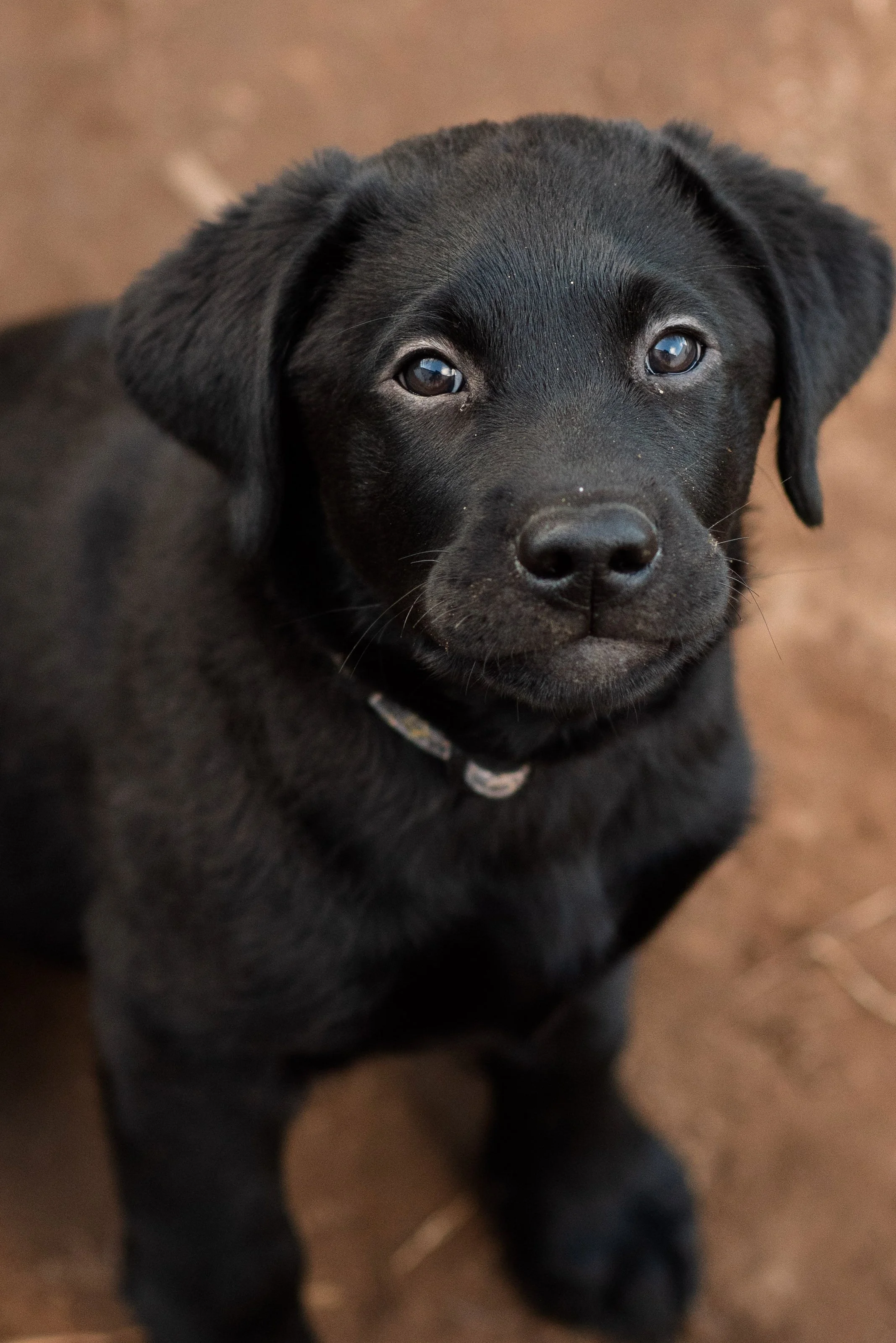 Close-up of a black puppy with floppy ears and shiny eyes, sitting on a brown surface.