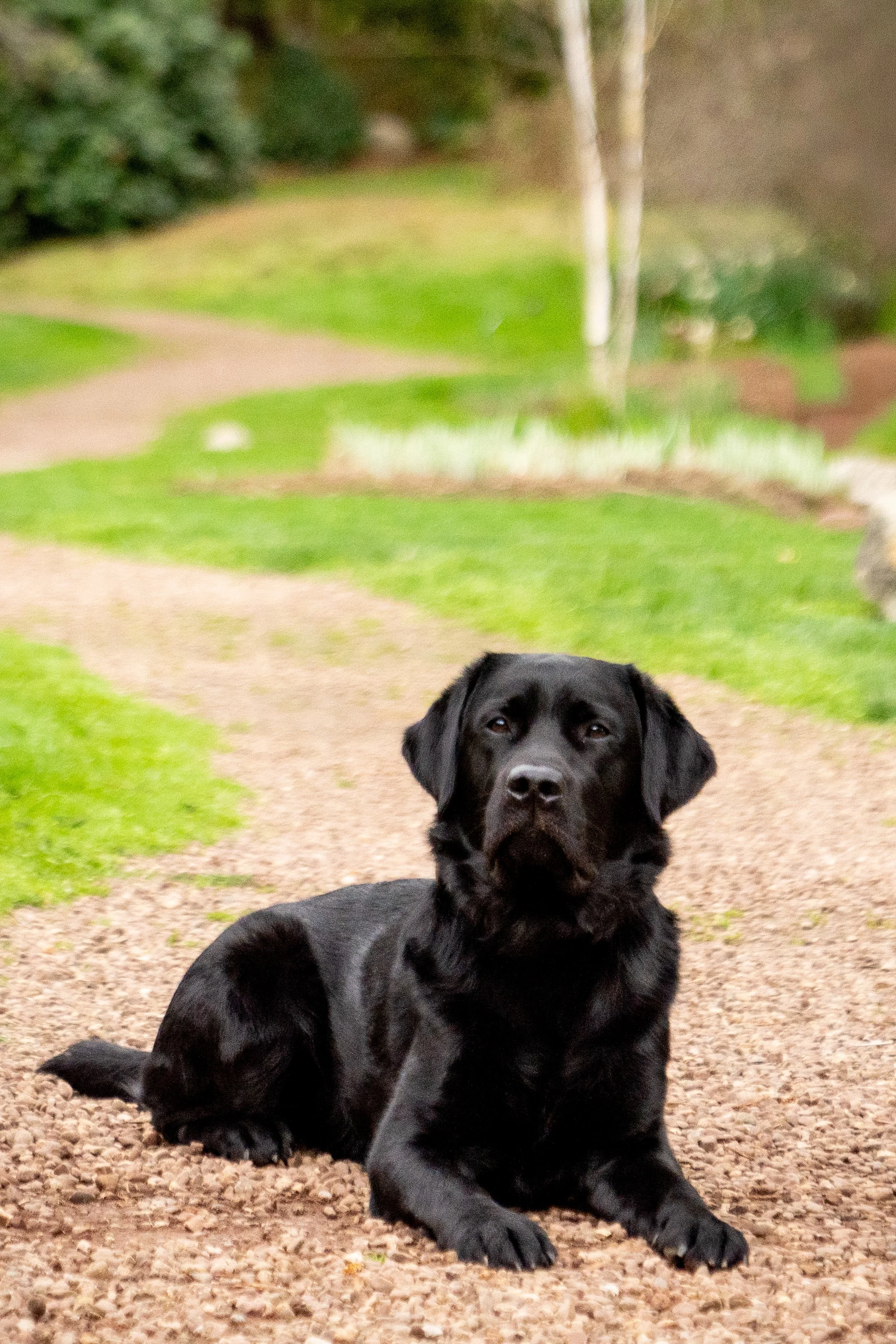 A black Labrador Retriever dog lying on a gravel path in a park with green grass and trees in the background.