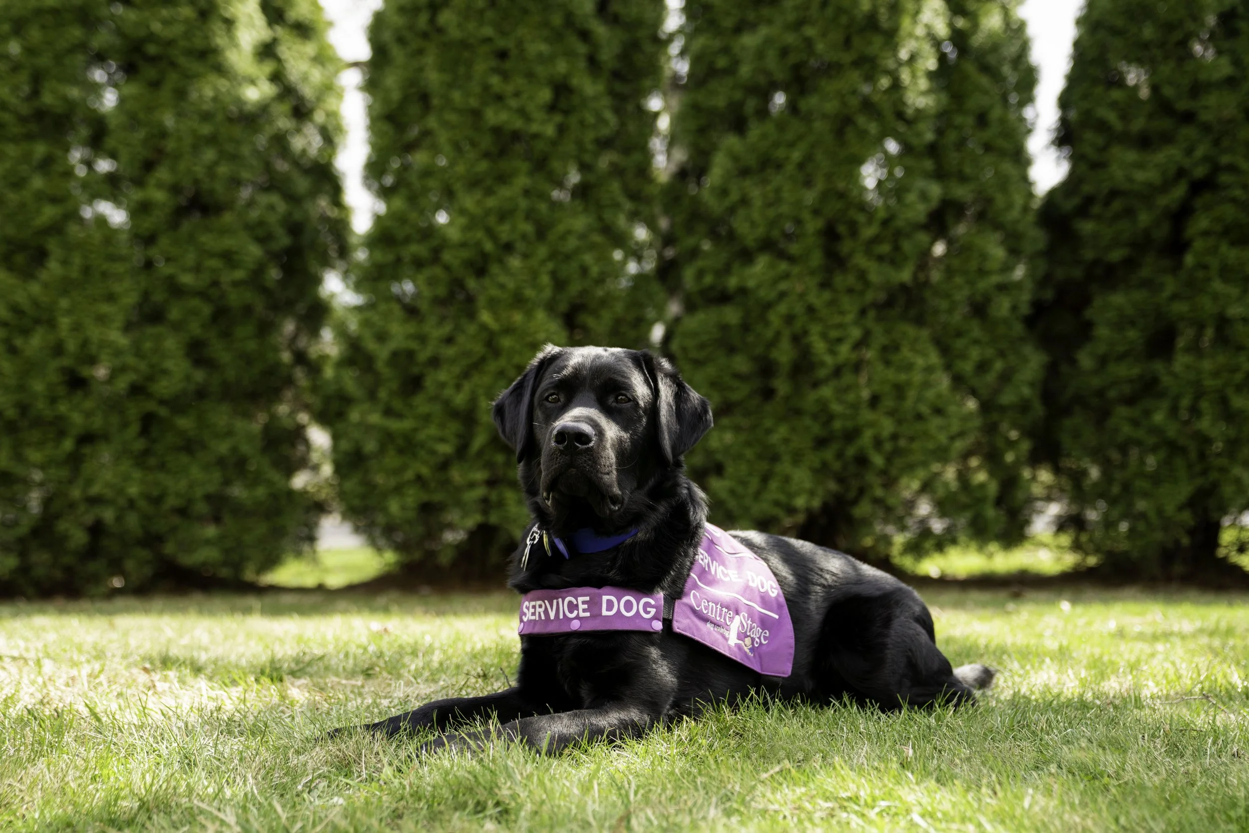 A black service dog lying on the grass in front of a large green hedge, wearing a pink vest labeled 'Service Dog' and 'Centre Stage'.