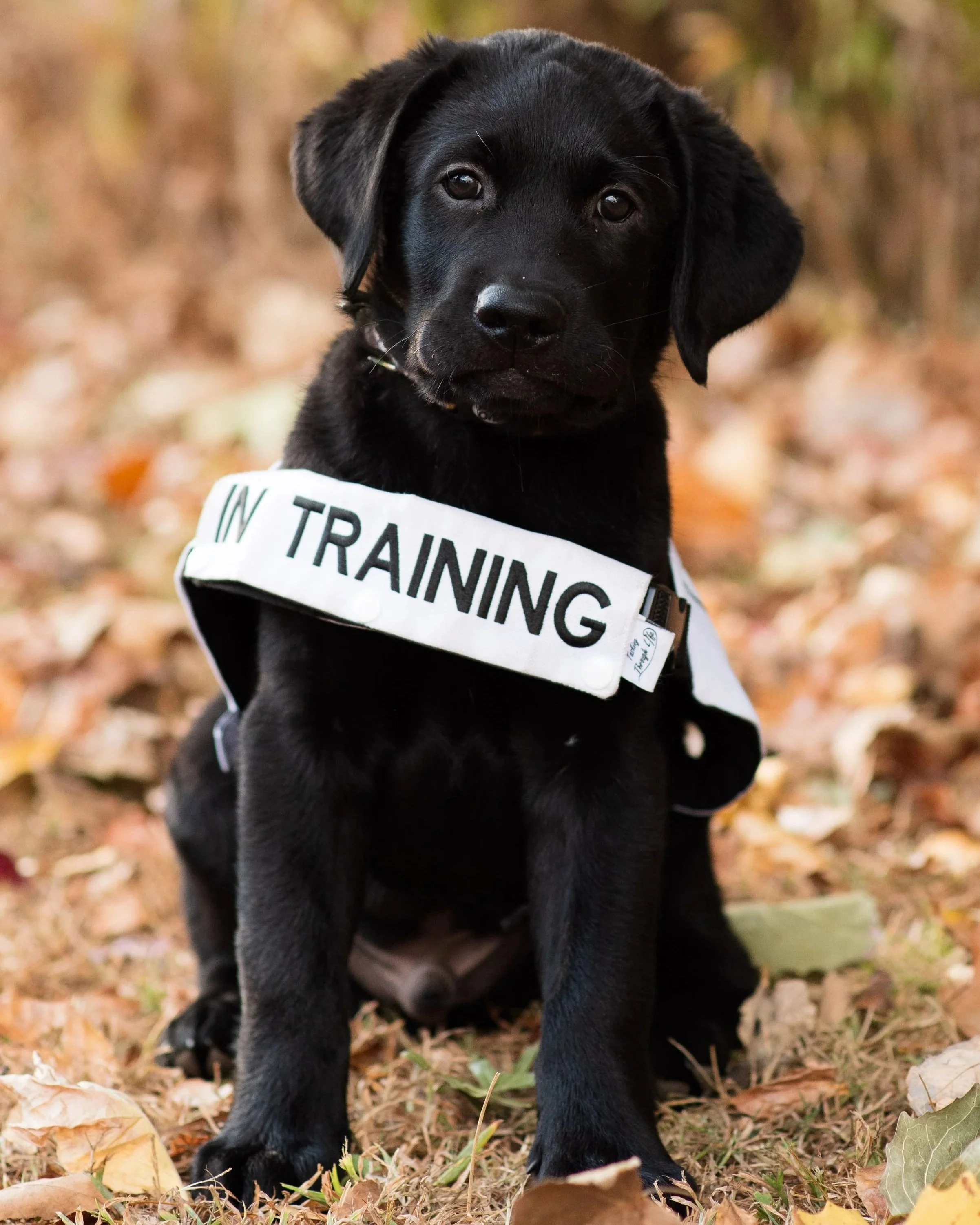 A black puppy wearing a white vest that says 'In Training' sitting outdoors on autumn leaves.
