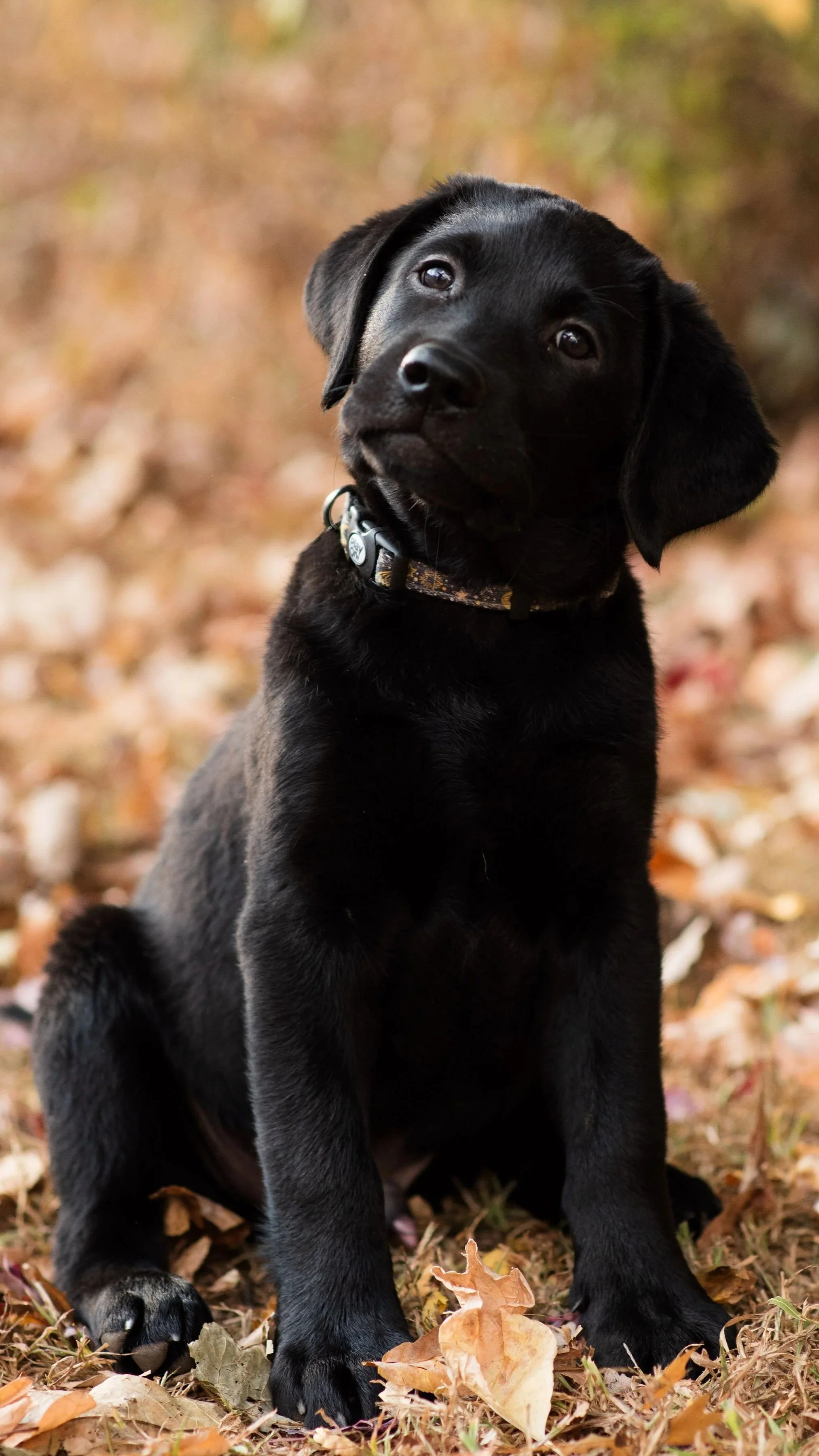 A black Labrador puppy sitting outdoors on fallen autumn leaves