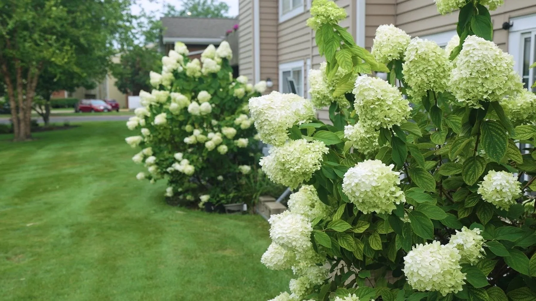 Hydrangeas along a townhome lawn maintained by ILT Vignocchi