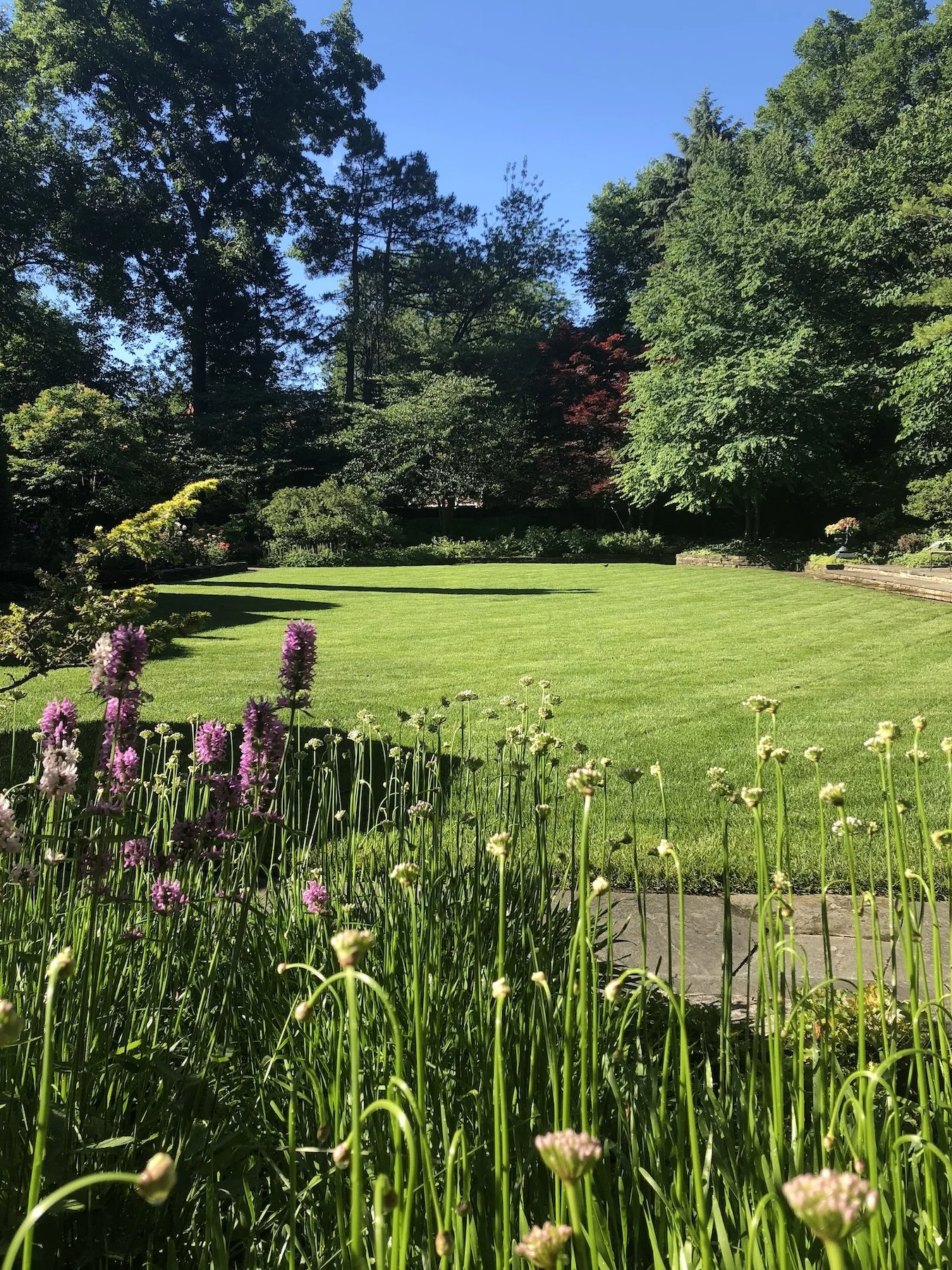 A well-manicured lawn surrounded by various trees and flowering plants with a blue sky overhead.