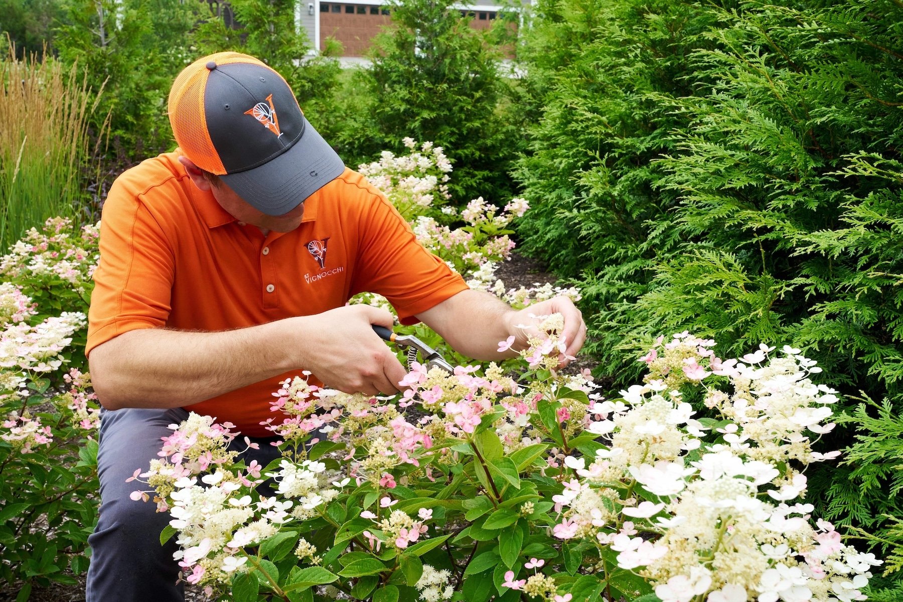 A man dressed in an orange polo shirt and a gray cap with orange mesh part, kneeling among pink and white hydrangea flowers, pruning the bushes with pruning shears.