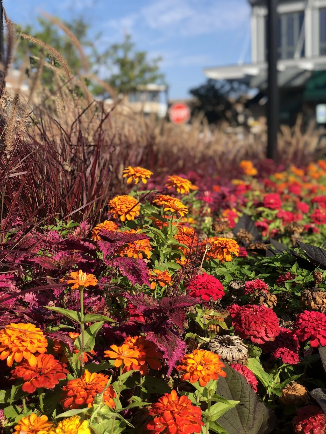 Bright orange and red flowers with purple and green foliage in a garden bed, blurry background showing a building, a stop sign, and a blue sky.