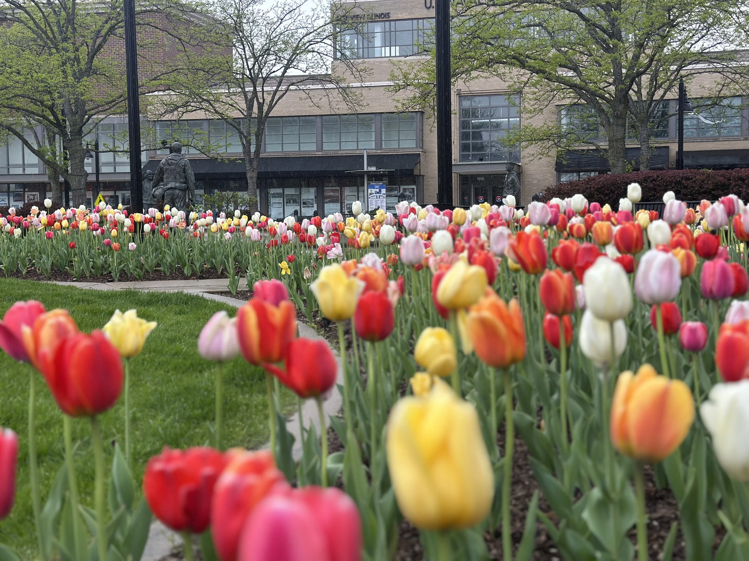 Commercial landscape bed of red, yellow, and white tulips in bloom outside an office building in Long Grove, Illinois