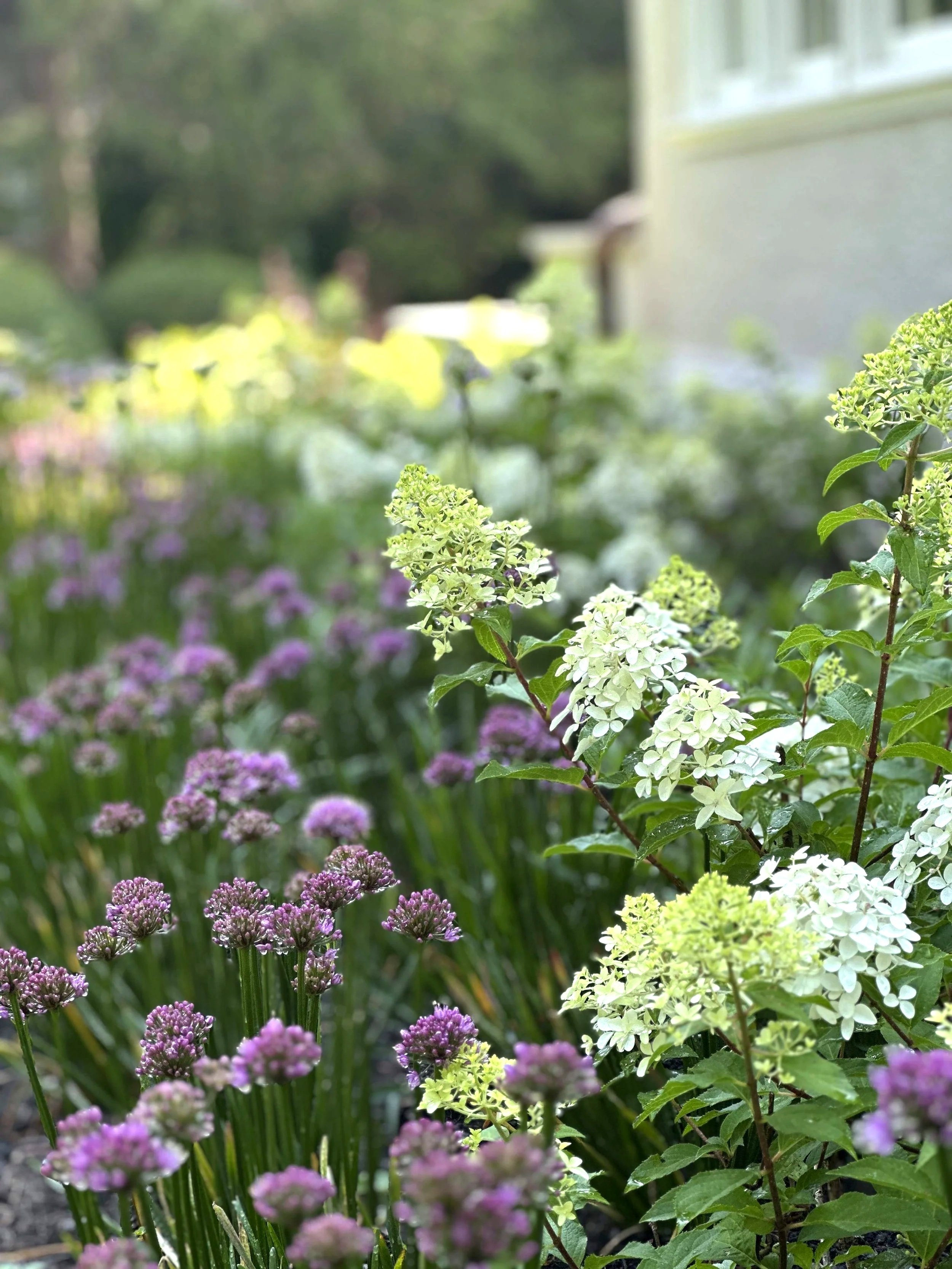 White hydrangeas and purple alliums in a lush garden planting