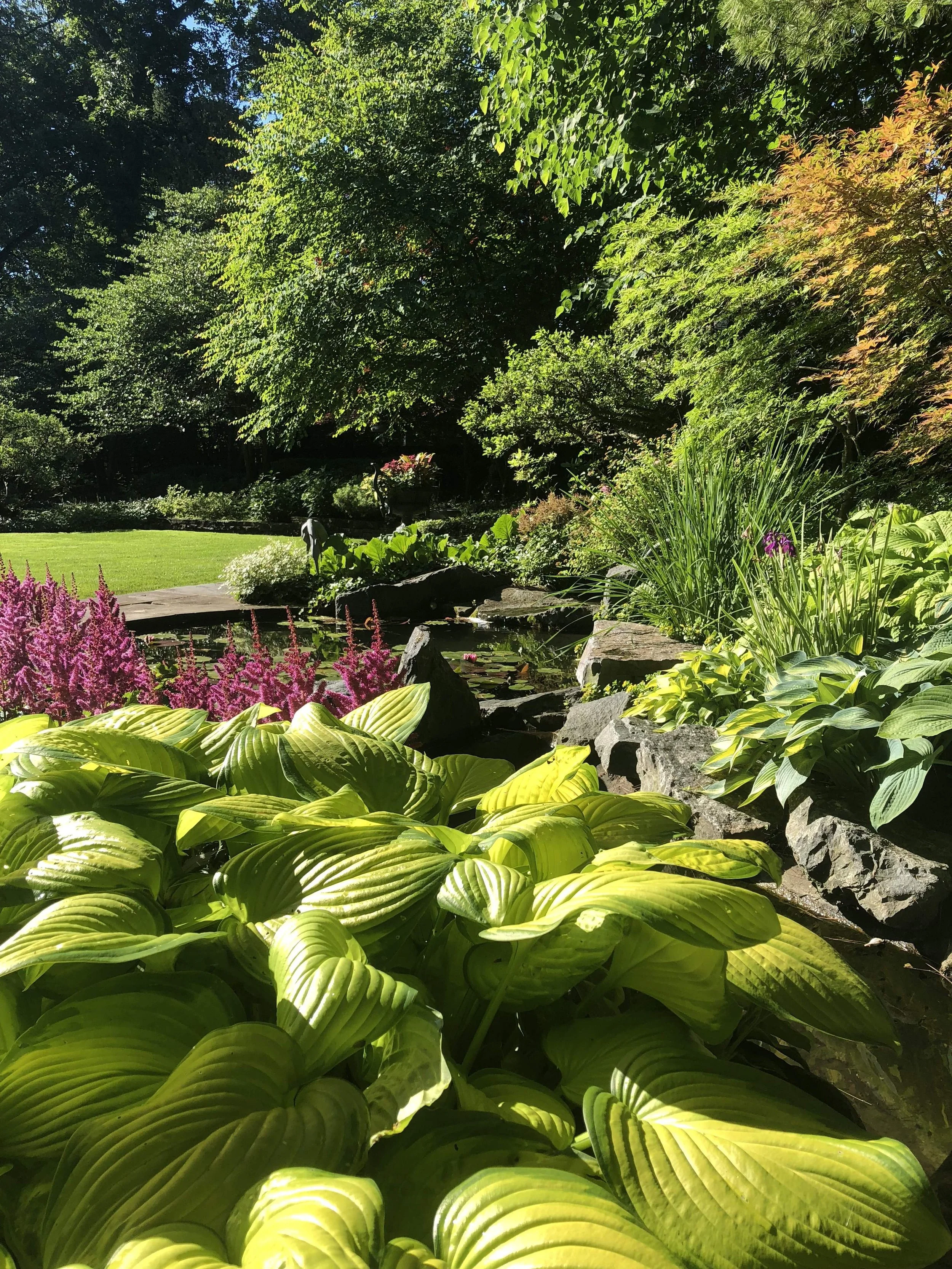 Plants near residential pond with lily pads in Vernon Hills, IL