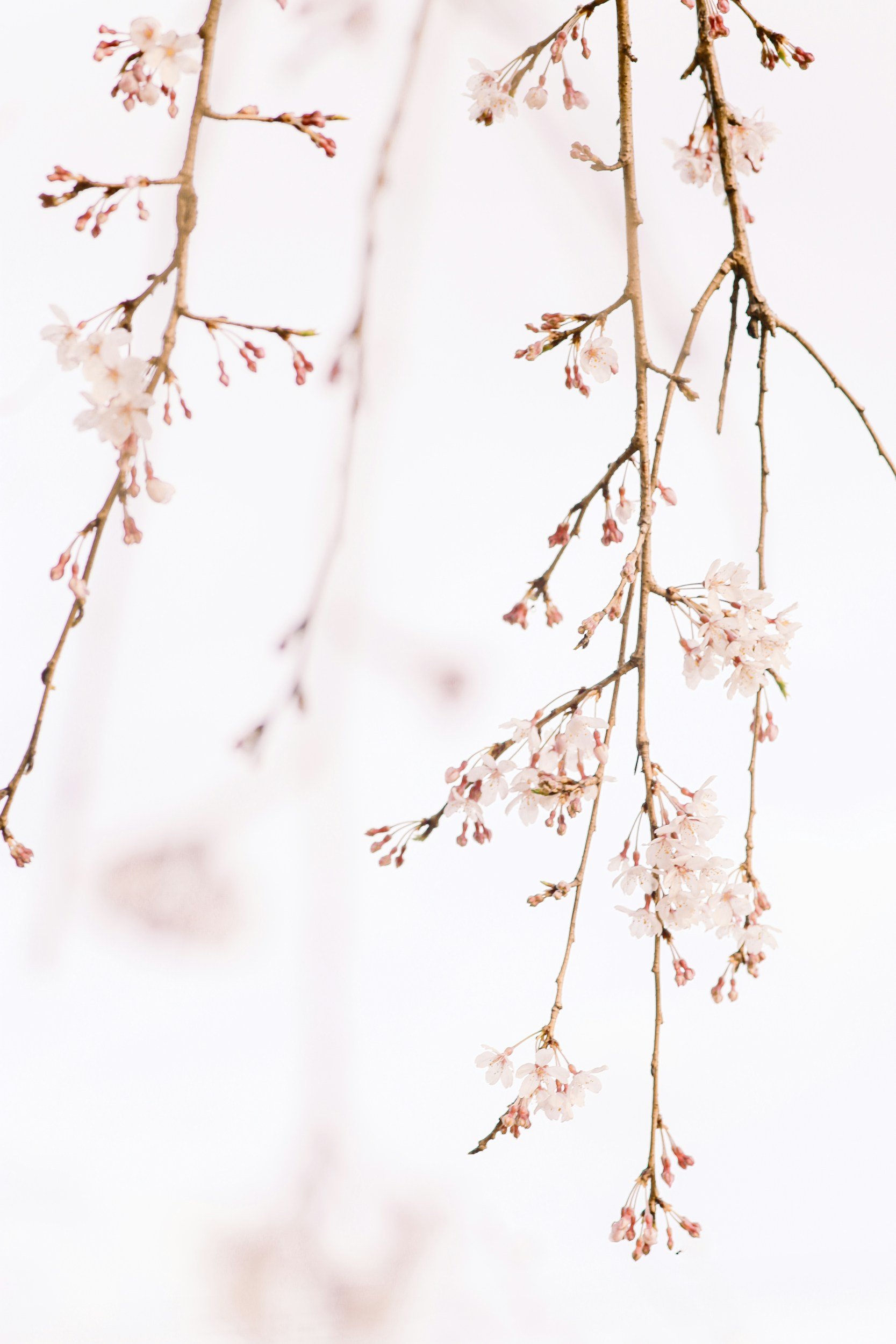Cherry blossom branches with pink flowers and buds against a white background.