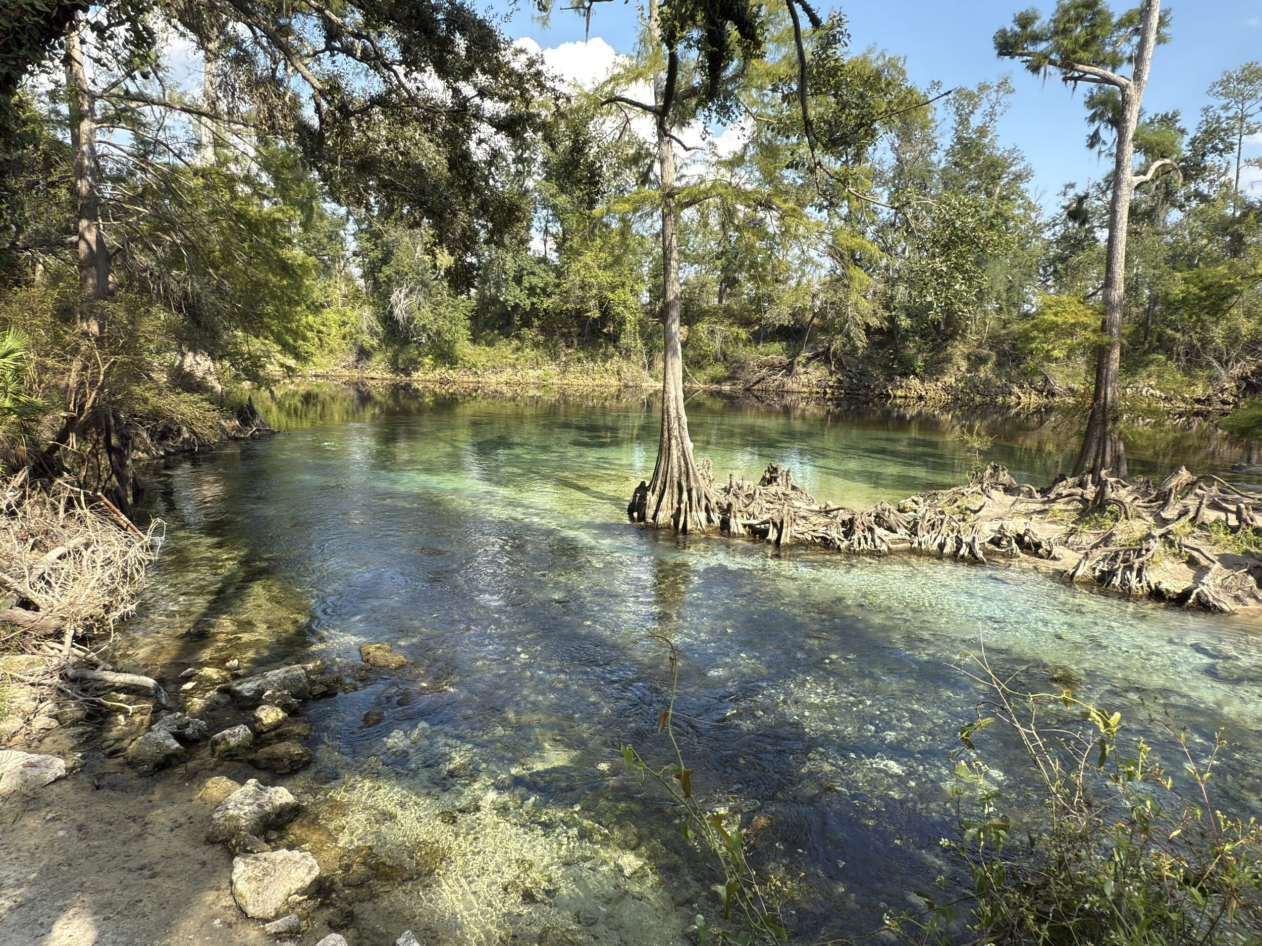 A clear river flowing through a forest with tall trees and green foliage under a blue sky.